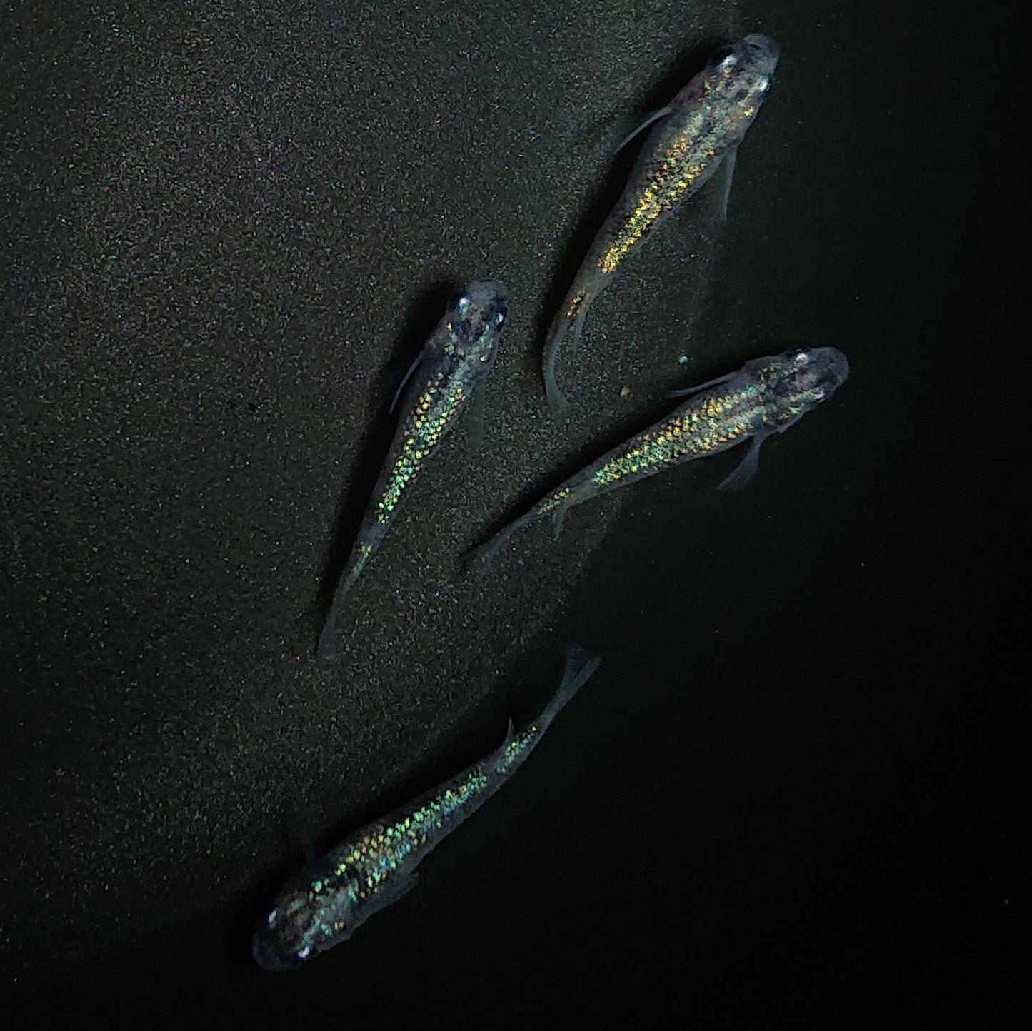 【現物】白斑ラメ幹之サファイア系 若魚 オス3メス1 0205