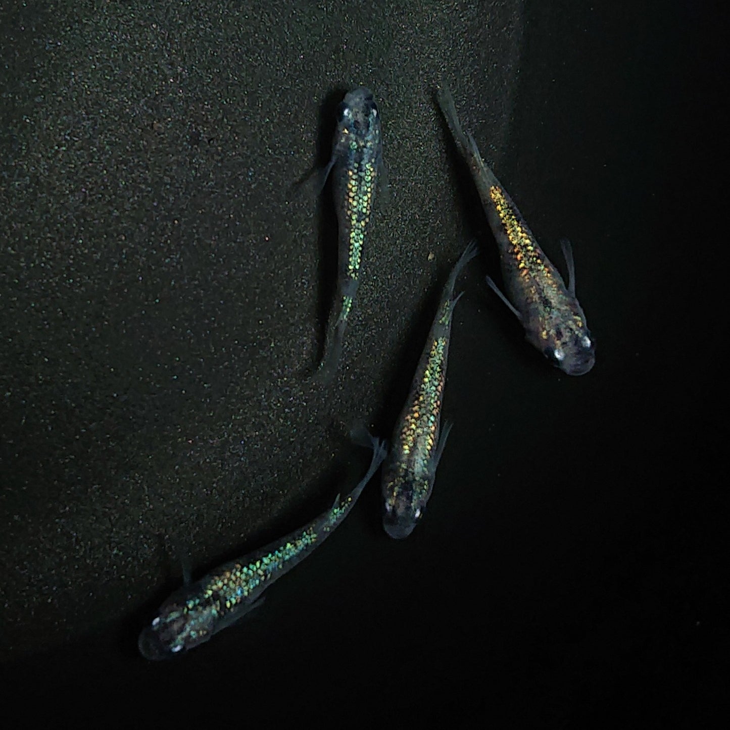【現物】白斑ラメ幹之サファイア系 若魚 オス3メス1 0205