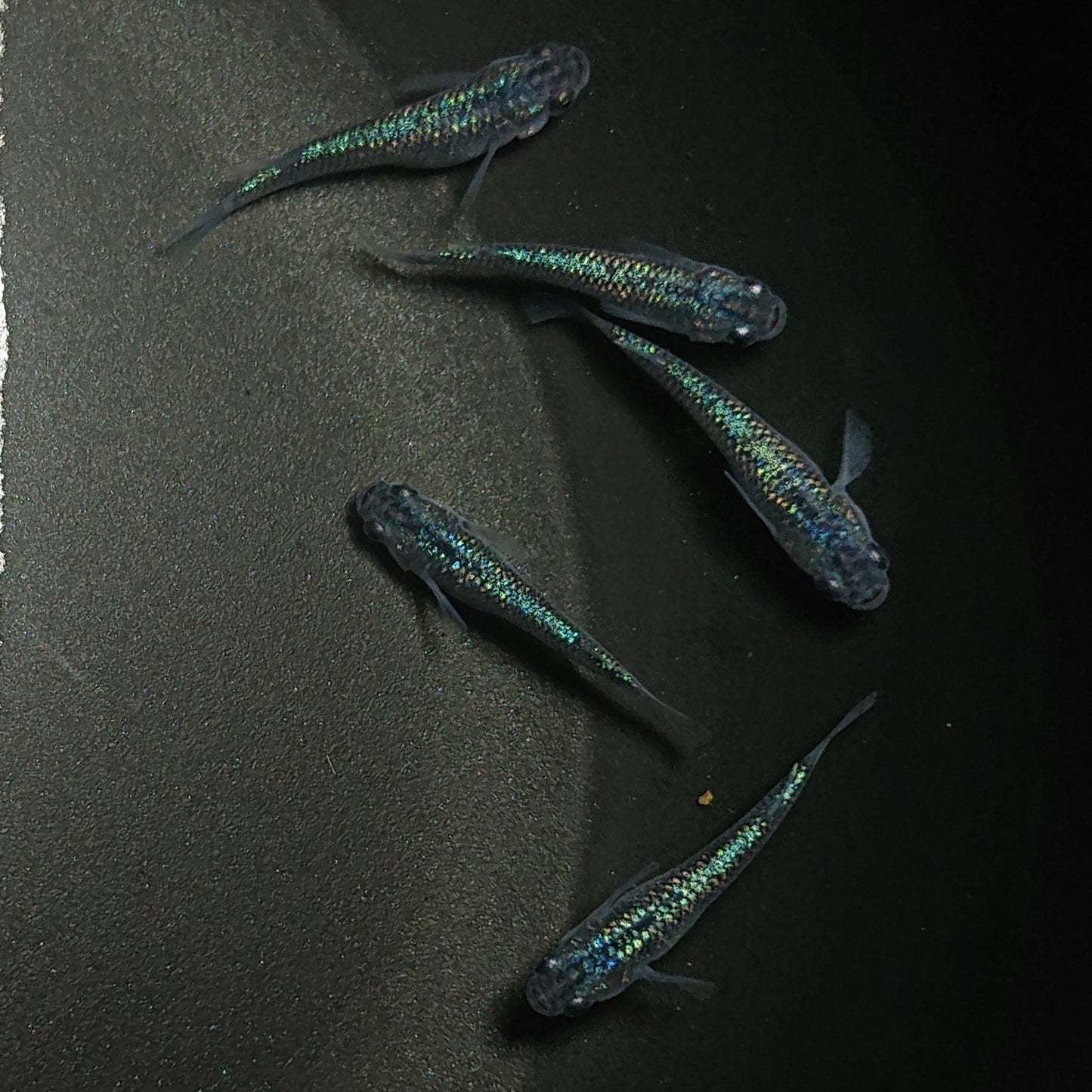 【現物】サファイア 若魚 5匹 オス2メス3 0206