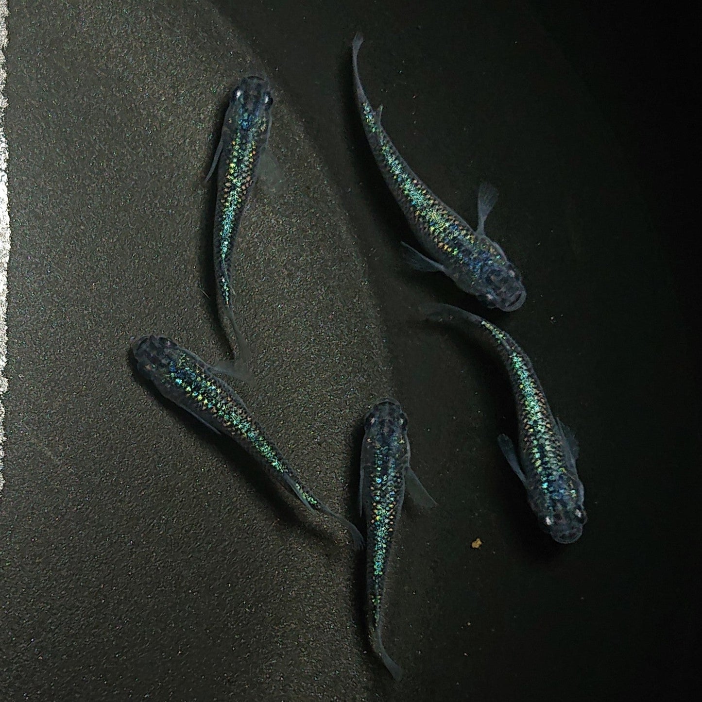 【現物】【現物イベント特価】サファイア若魚 10匹 0516