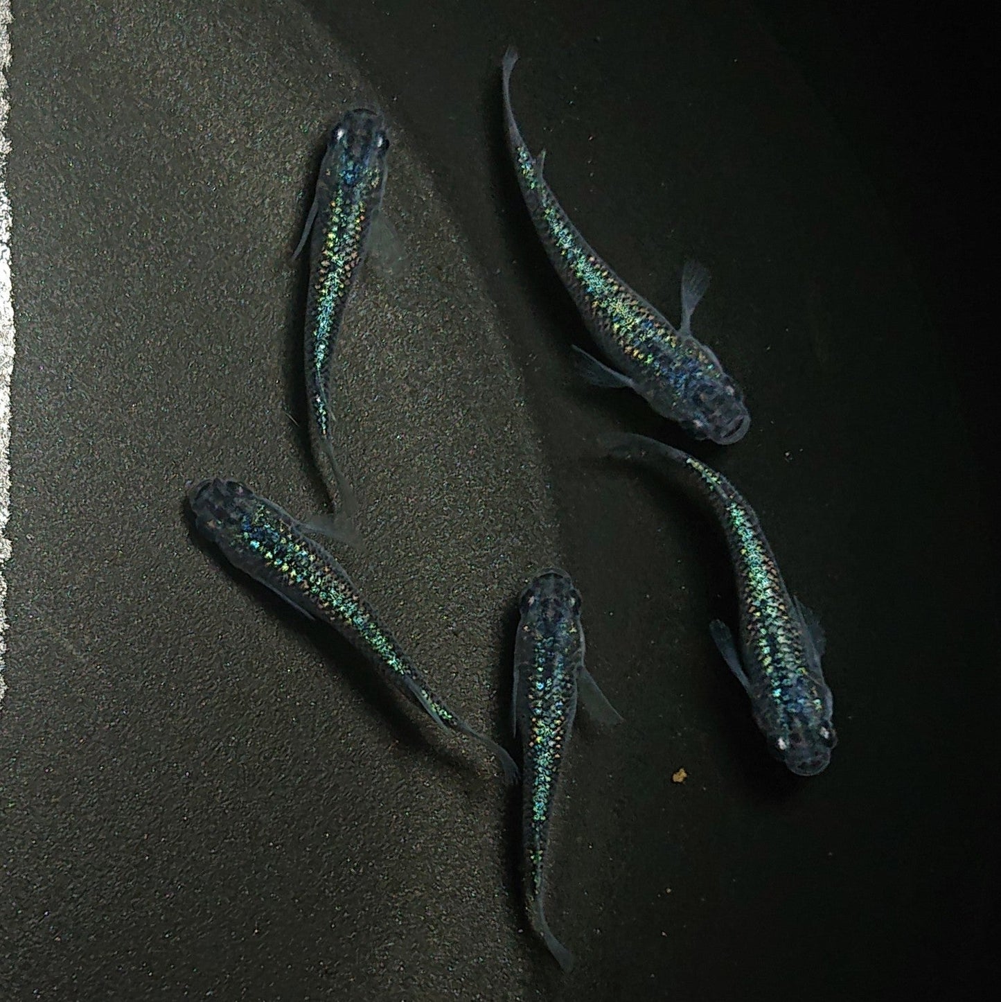【現物】【現物イベント特価】サファイア若魚 10匹 0653