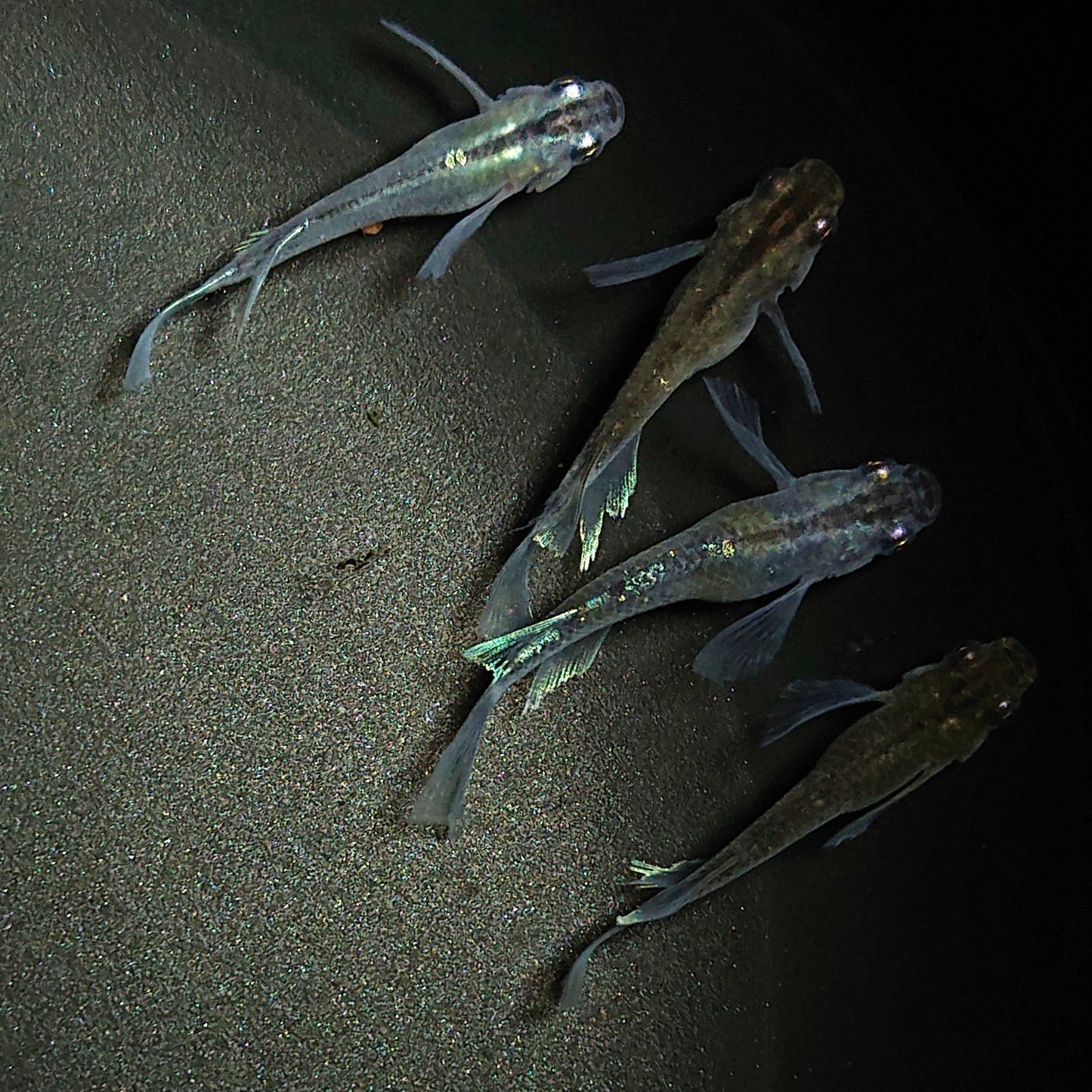 【現物】モルフォリアルロングフィン×エメラルドフィン F4 若魚 4匹 オス3メス1 0213