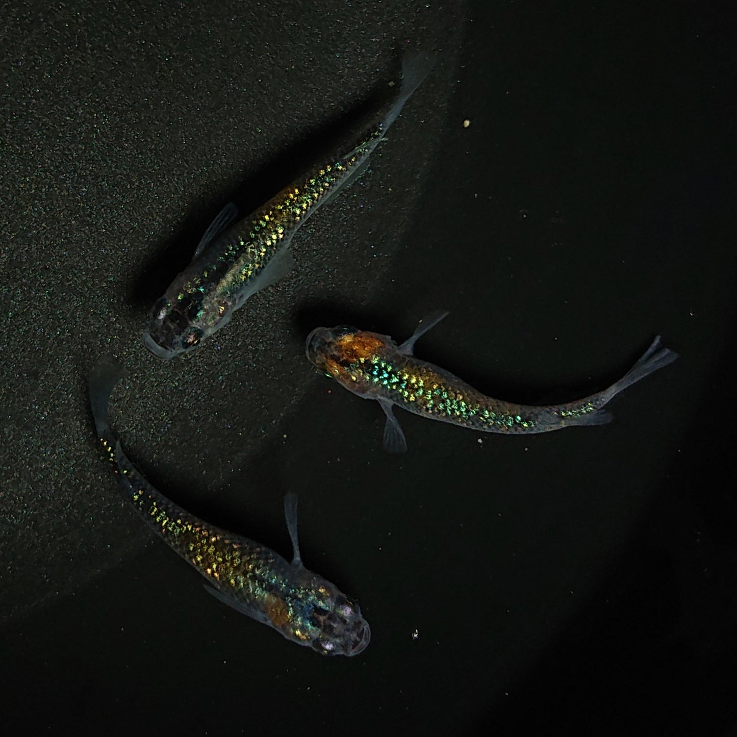 【現物】【上物】サボラメ 3匹 オス1メス2 0225