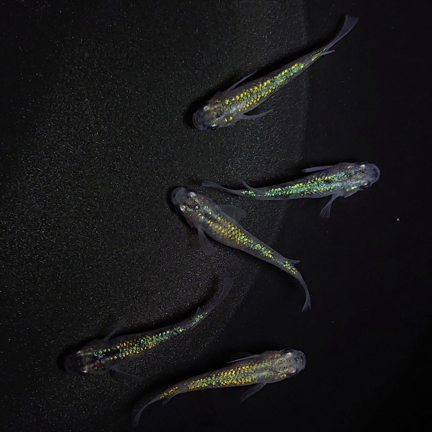 【現物】白斑ラメ幹之サファイア系 若魚 オス3メス2 0234
