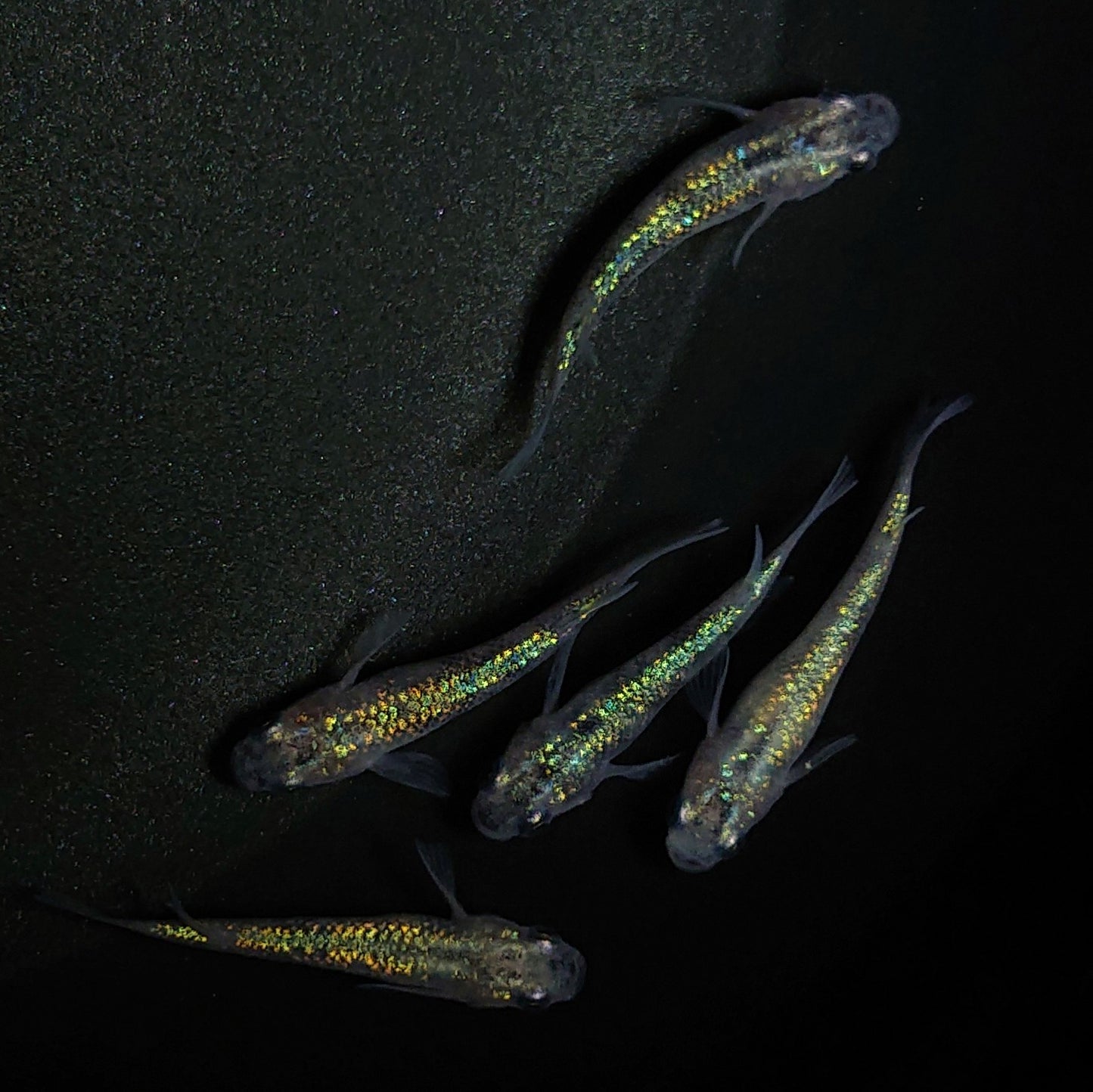 【現物】白斑ラメ幹之サファイア系 若魚 オス3メス2 0234