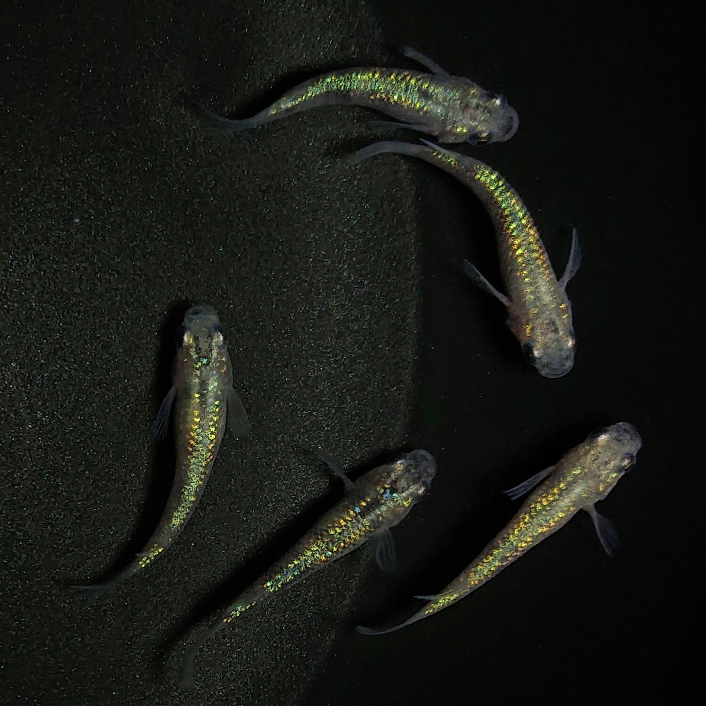 【現物】白斑ラメ幹之サファイア系 若魚 オス3メス2 0234