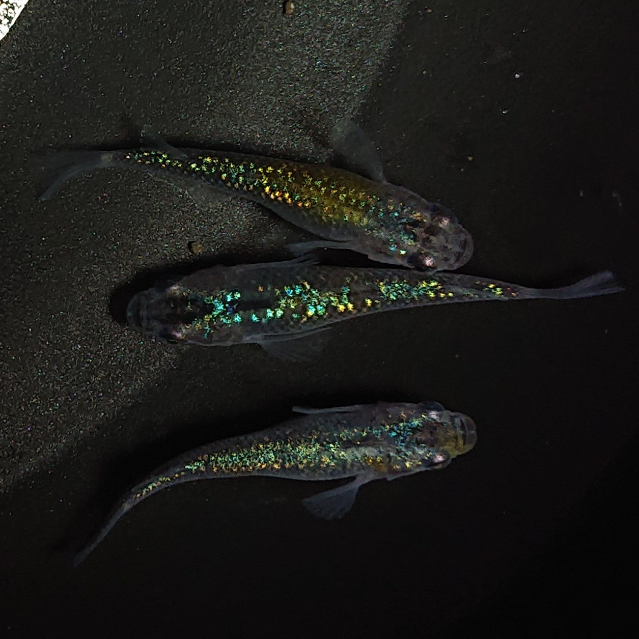 【現物】サボラメ 3匹 オス1メス2 0240