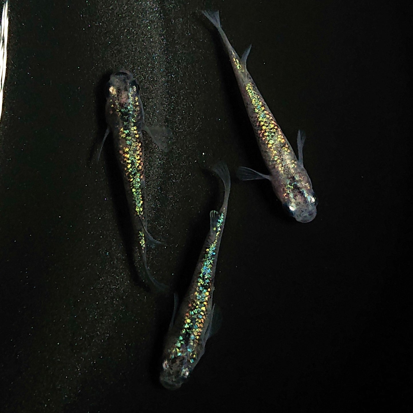 【現物】白斑ラメ幹之サファイア系 若魚 オス2メス1 0243