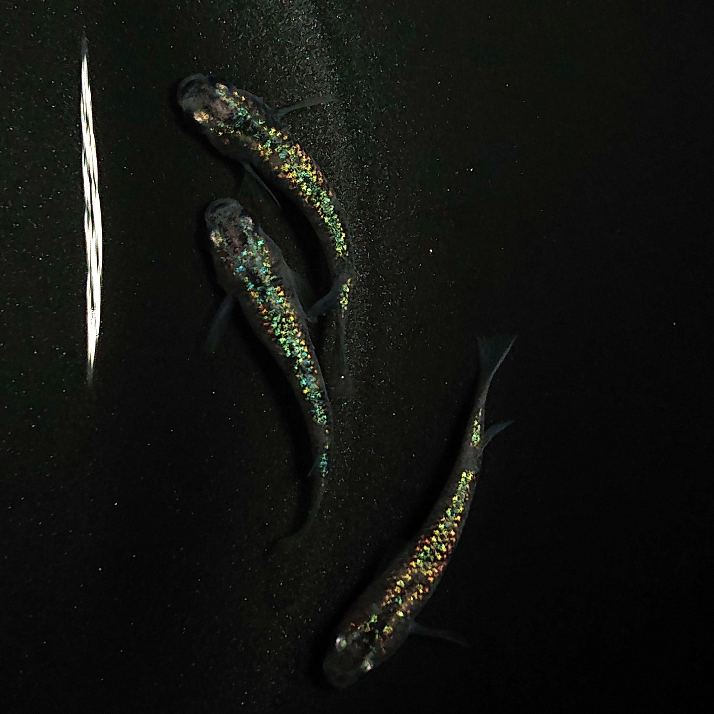 【現物】白斑ラメ幹之サファイア系 若魚 オス2メス1 0243