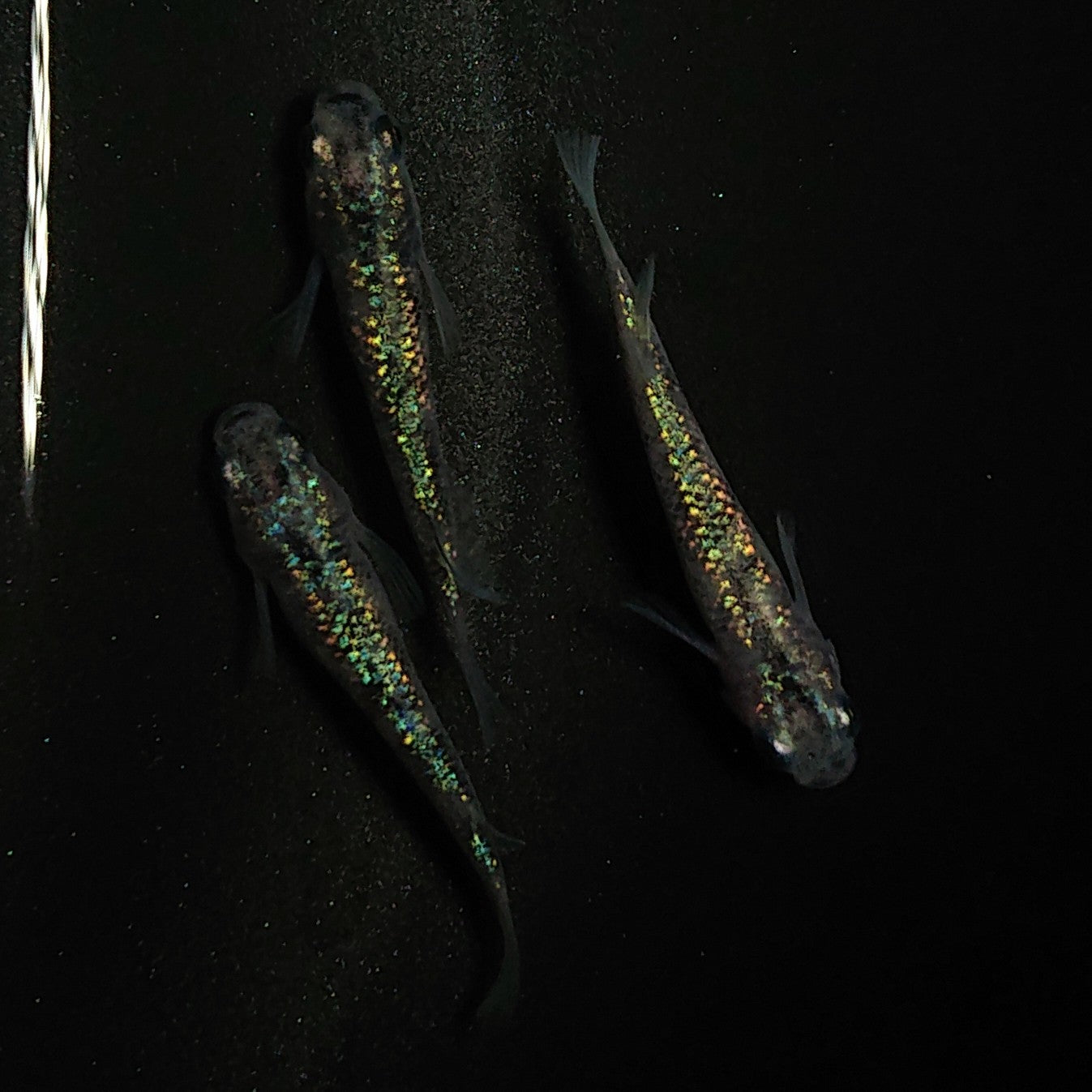 【現物】白斑ラメ幹之サファイア系 若魚 オス2メス1 0243