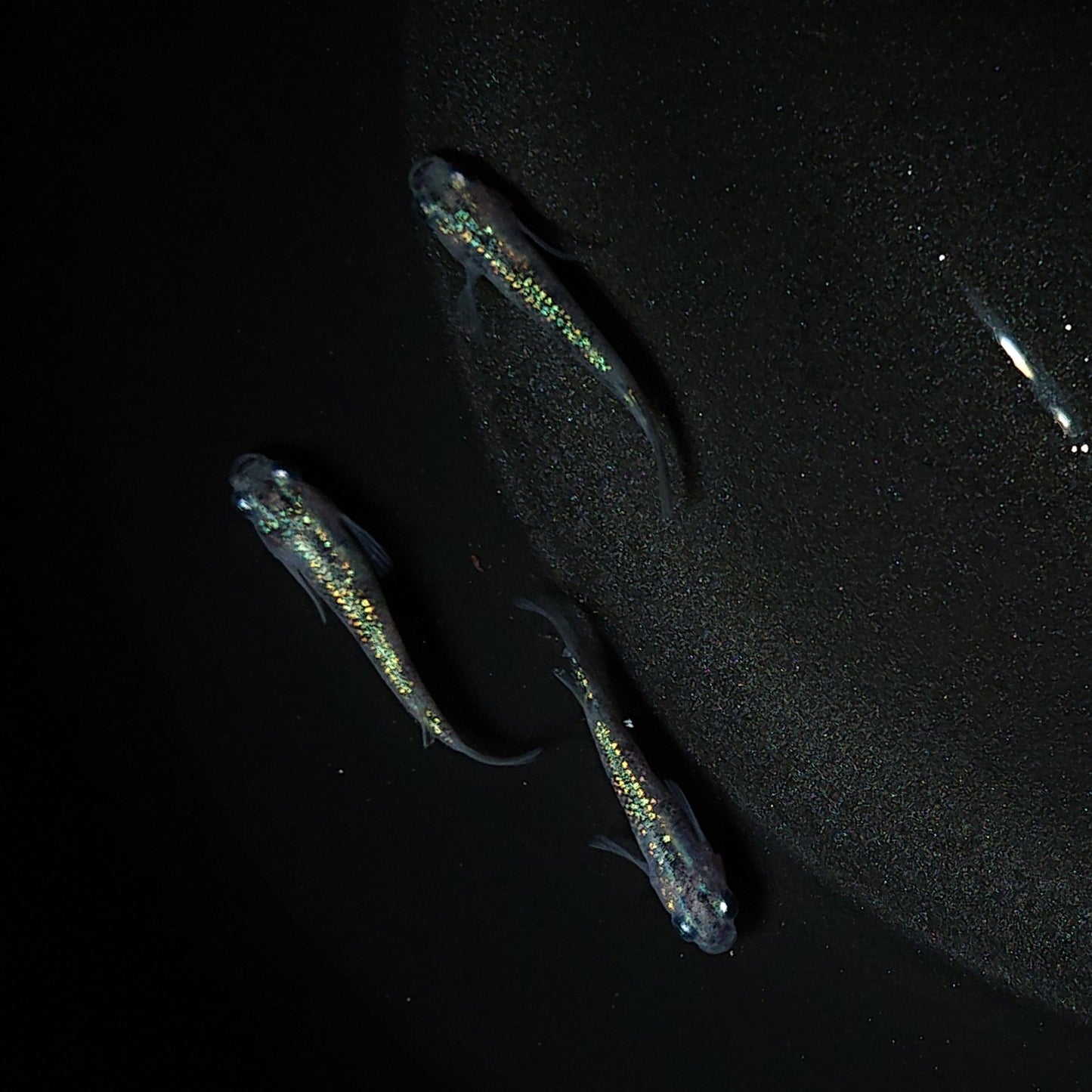 【現物】白斑ラメ幹之サファイア系 若魚 オス2メス1 0248