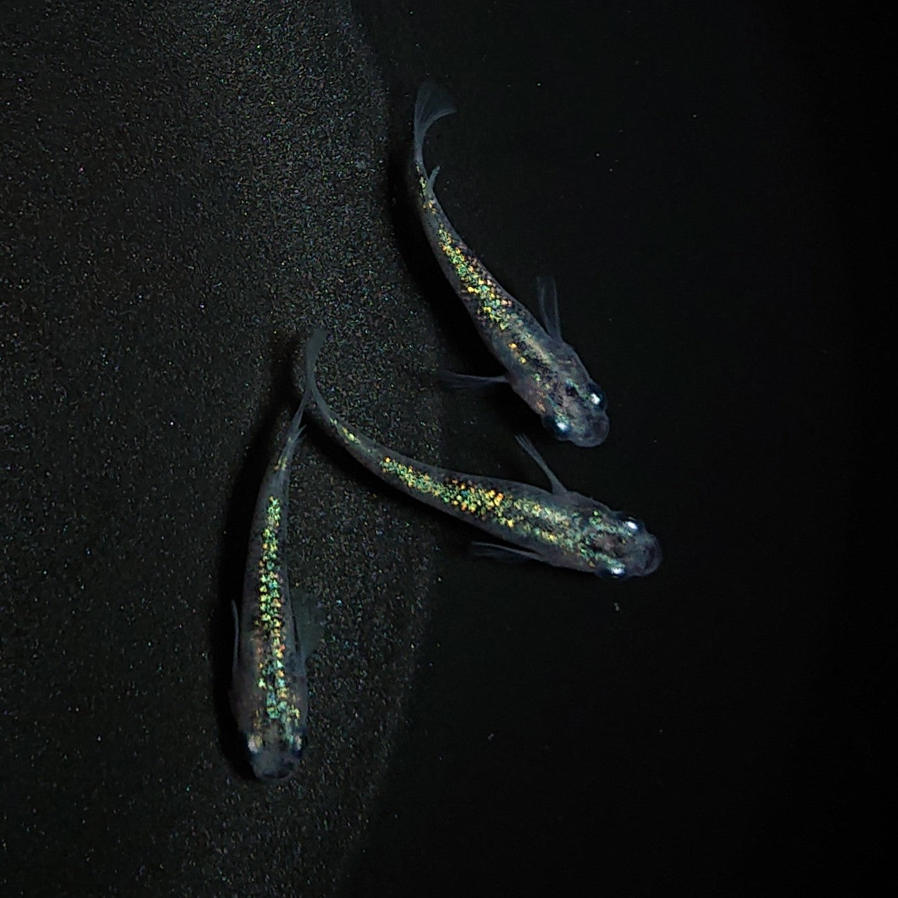 【現物】白斑ラメ幹之サファイア系 若魚 オス2メス1 0248