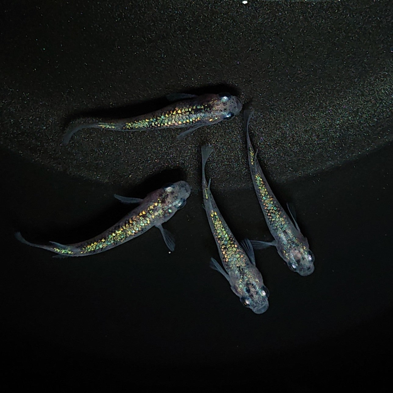 【現物】白斑ラメ幹之サファイア系 若魚 2ペア 0269