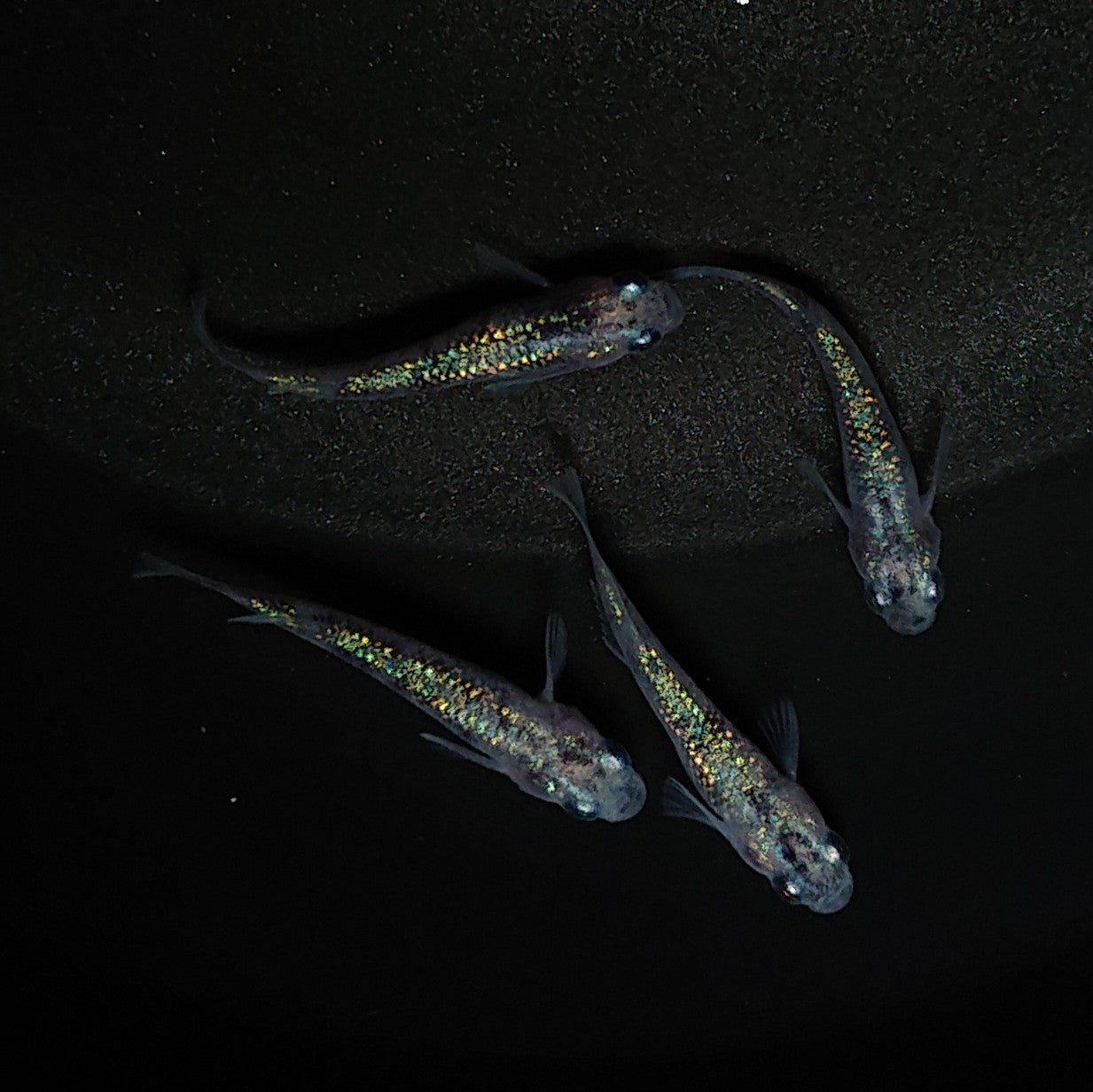 【現物】白斑ラメ幹之サファイア系 若魚 2ペア 0269