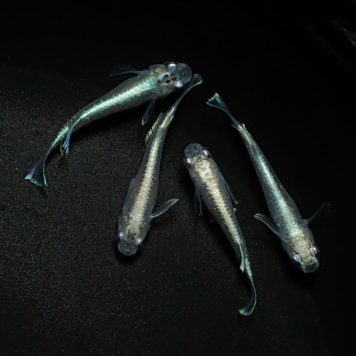 【現物】マリアージュロングフィン 2ペア 0276