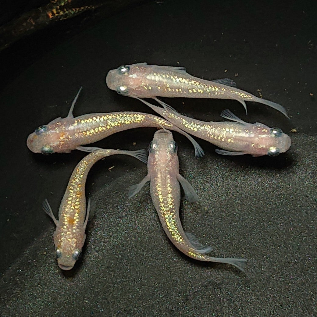 【現物】王華 白ラメ個体 5匹 オス2メス3 0281