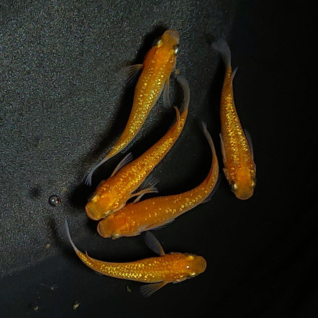 【現物】王華 オレンジラメ個体 5匹 オス2メス3 0286