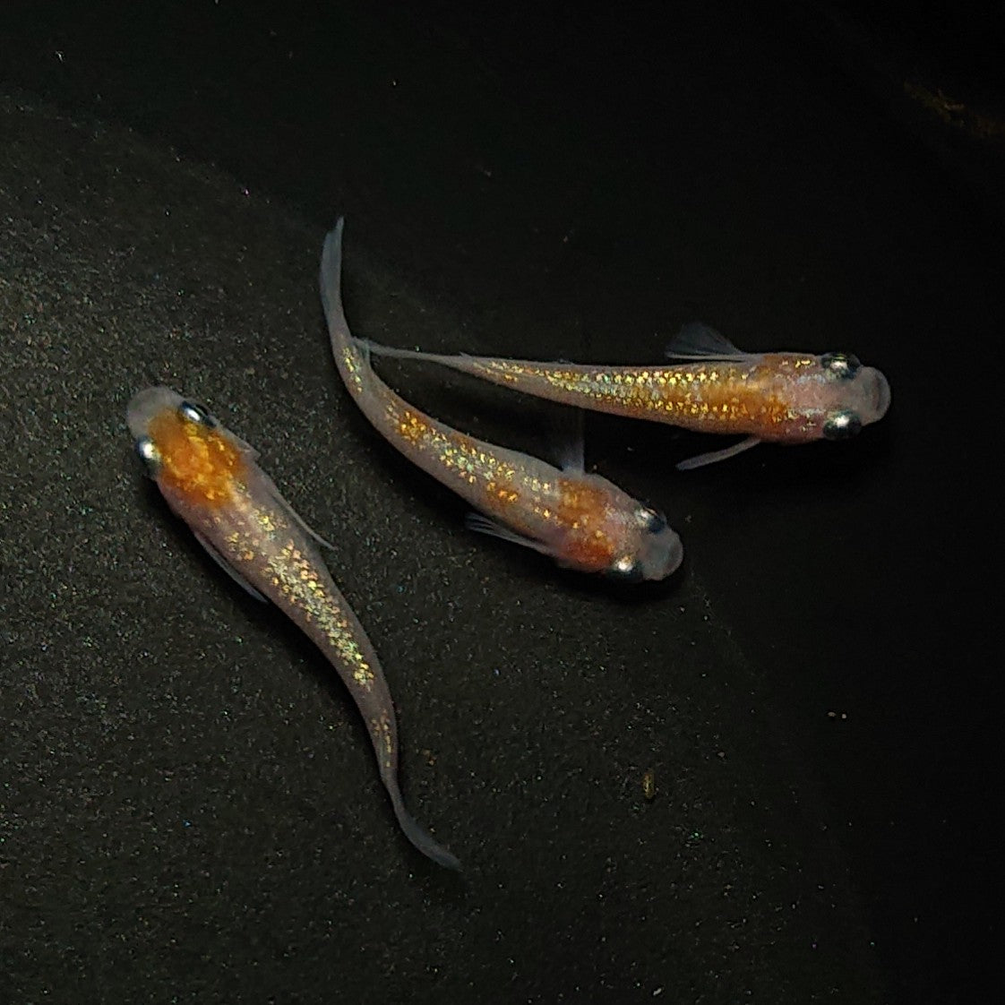 【現物】王華 3匹 オス2メス1 0322