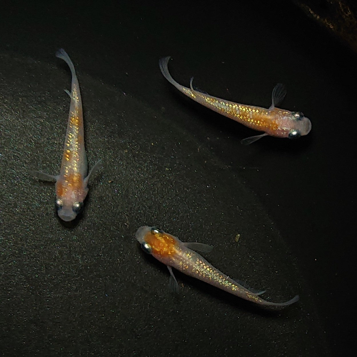 【現物】王華 3匹 オス2メス1 0322