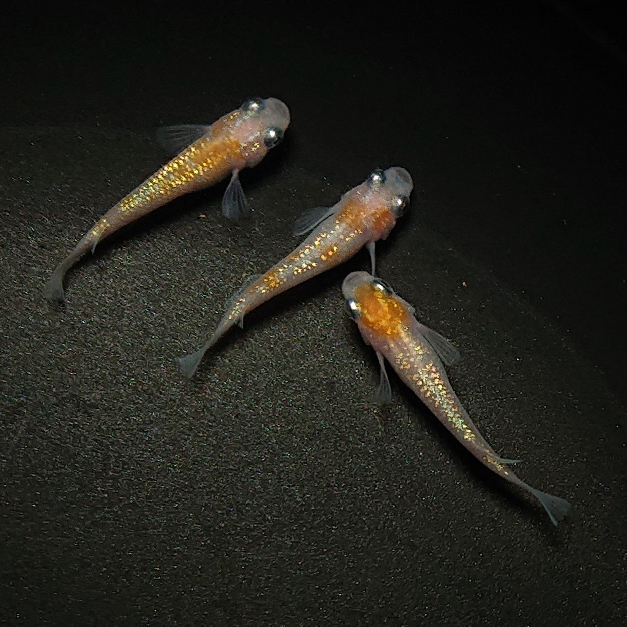 【現物】王華 3匹 オス2メス1 0322