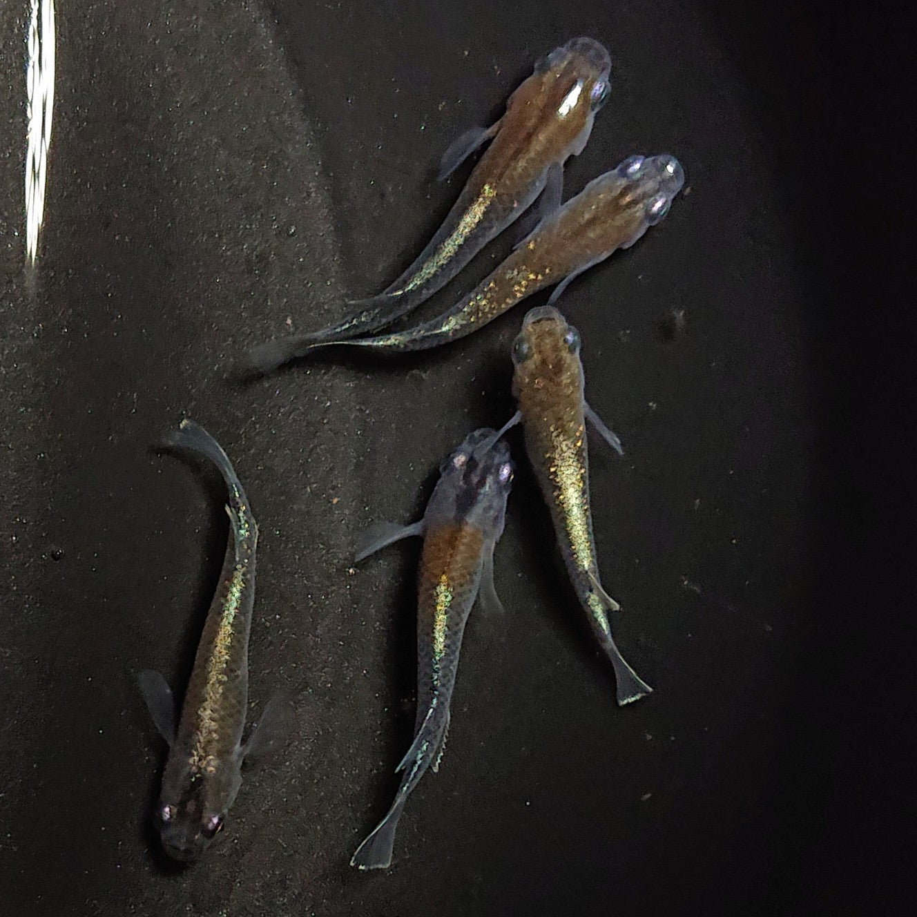 【現物】茶金 5匹 オス1メス4 0356
