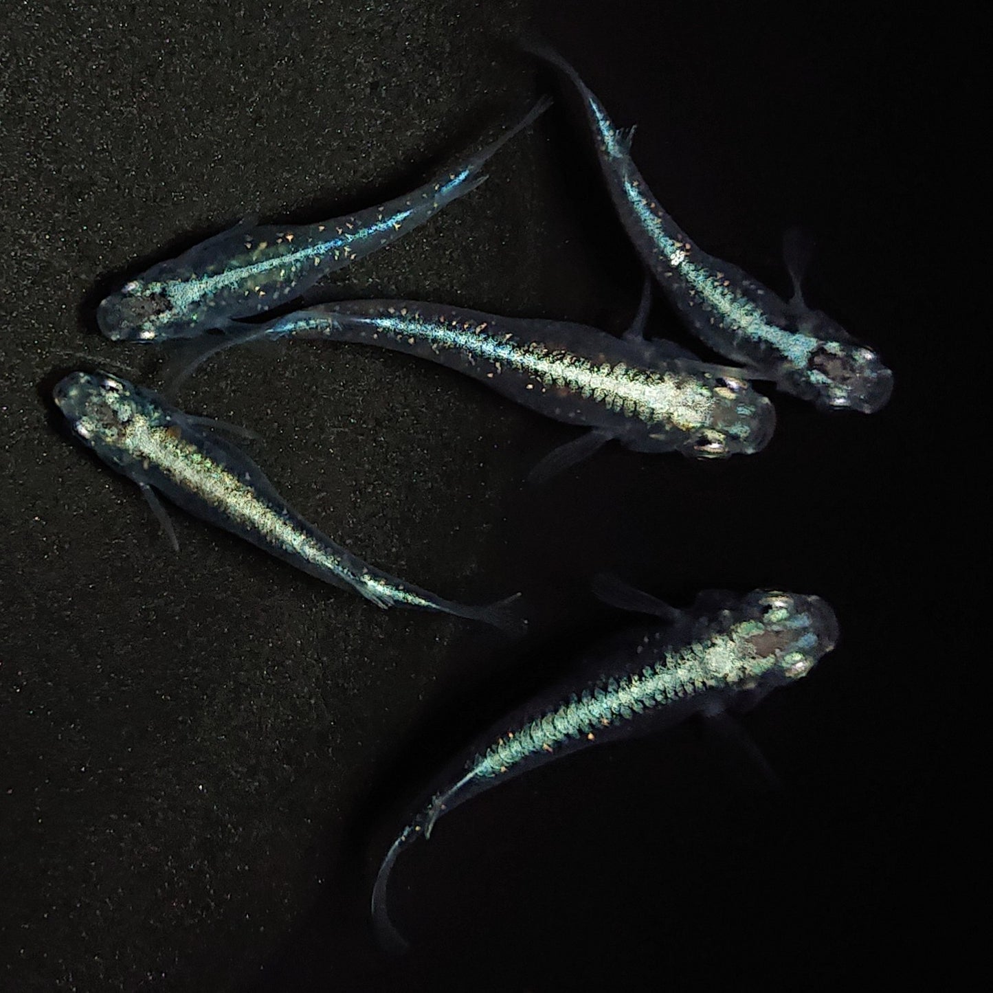 【現物】【上物】鯖の極み 5匹 オス2メス3 0359