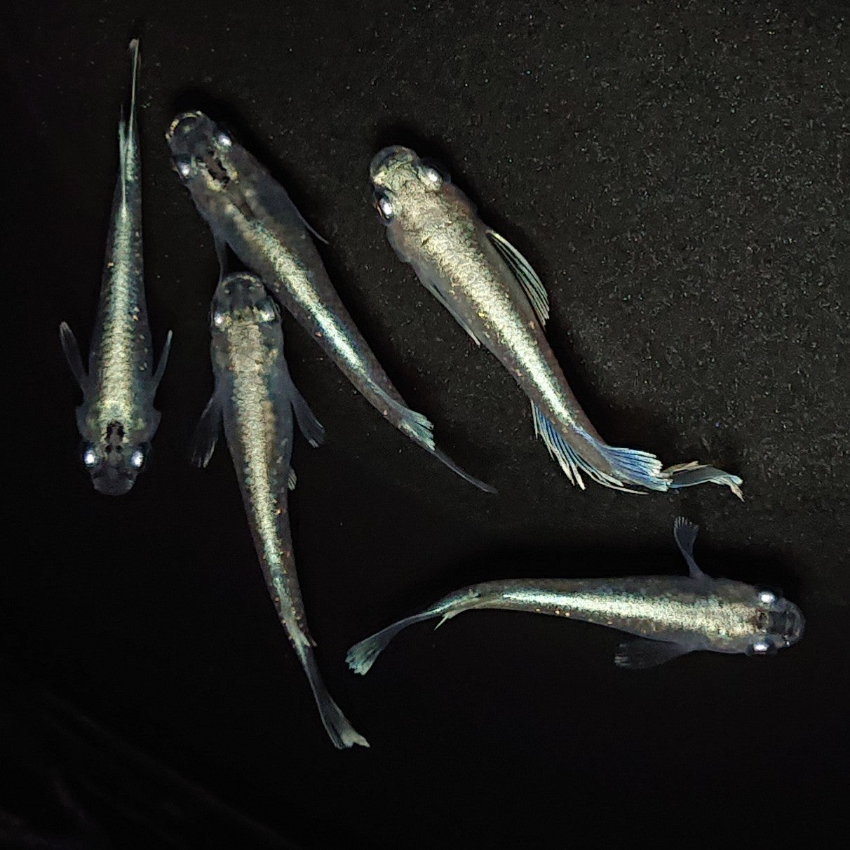 【現物】【上物】マリアージュLF / KWF若魚 5匹 オス3メス2 ※オス2匹キッシングワイドフィン 0398