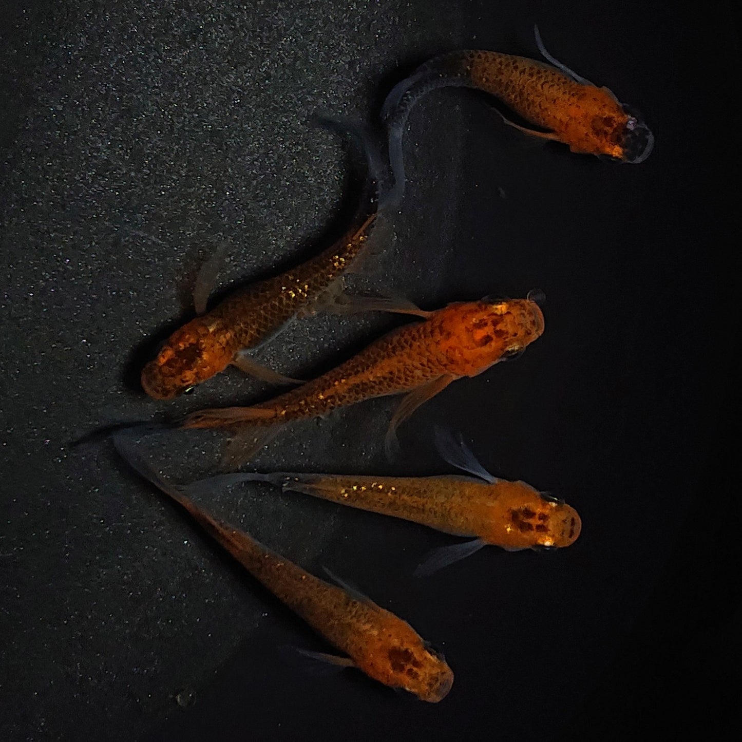 【現物】華蓮松井ヒレ長 5匹 オス3メス2 0417