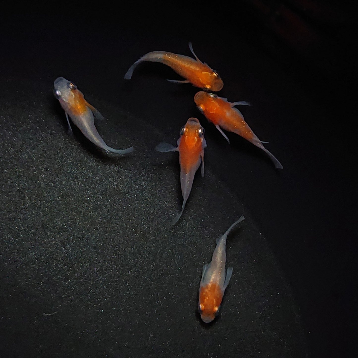 【現物】【親グレード】紅白本だるま 5匹 オス2メス3 0419