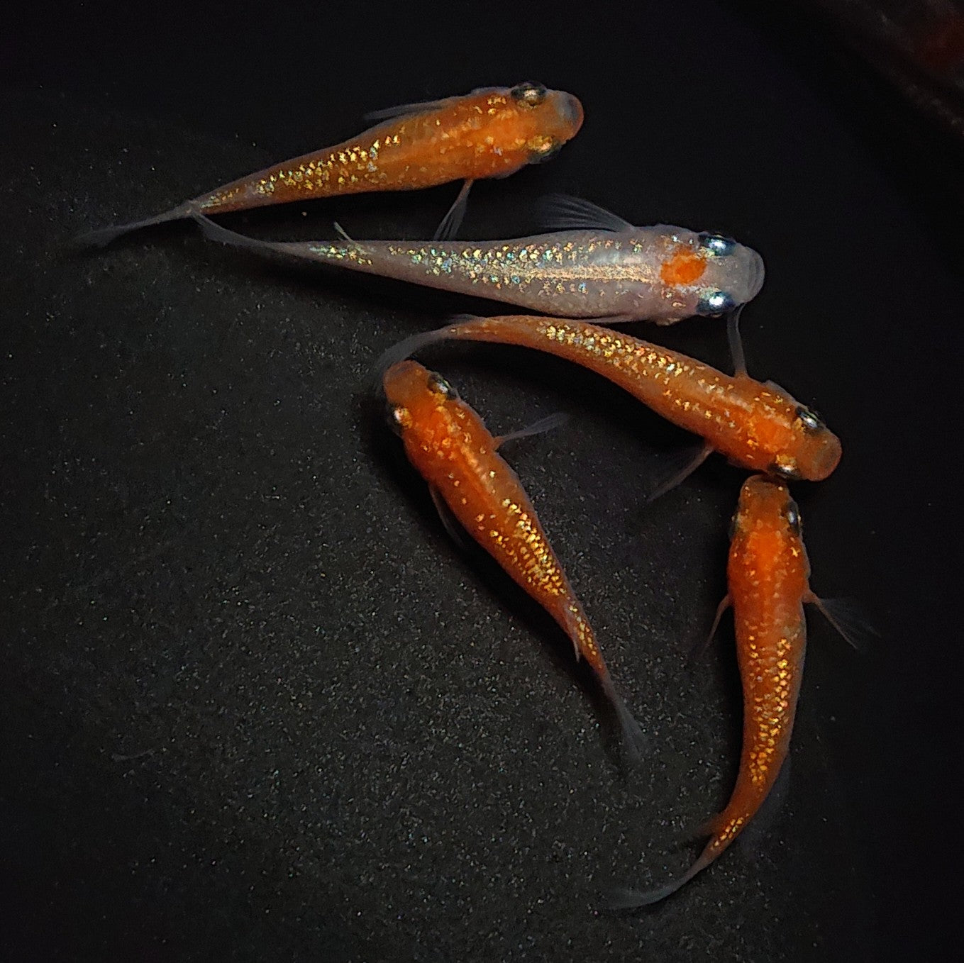 【現物】王華 5匹 オス2メス3 0457