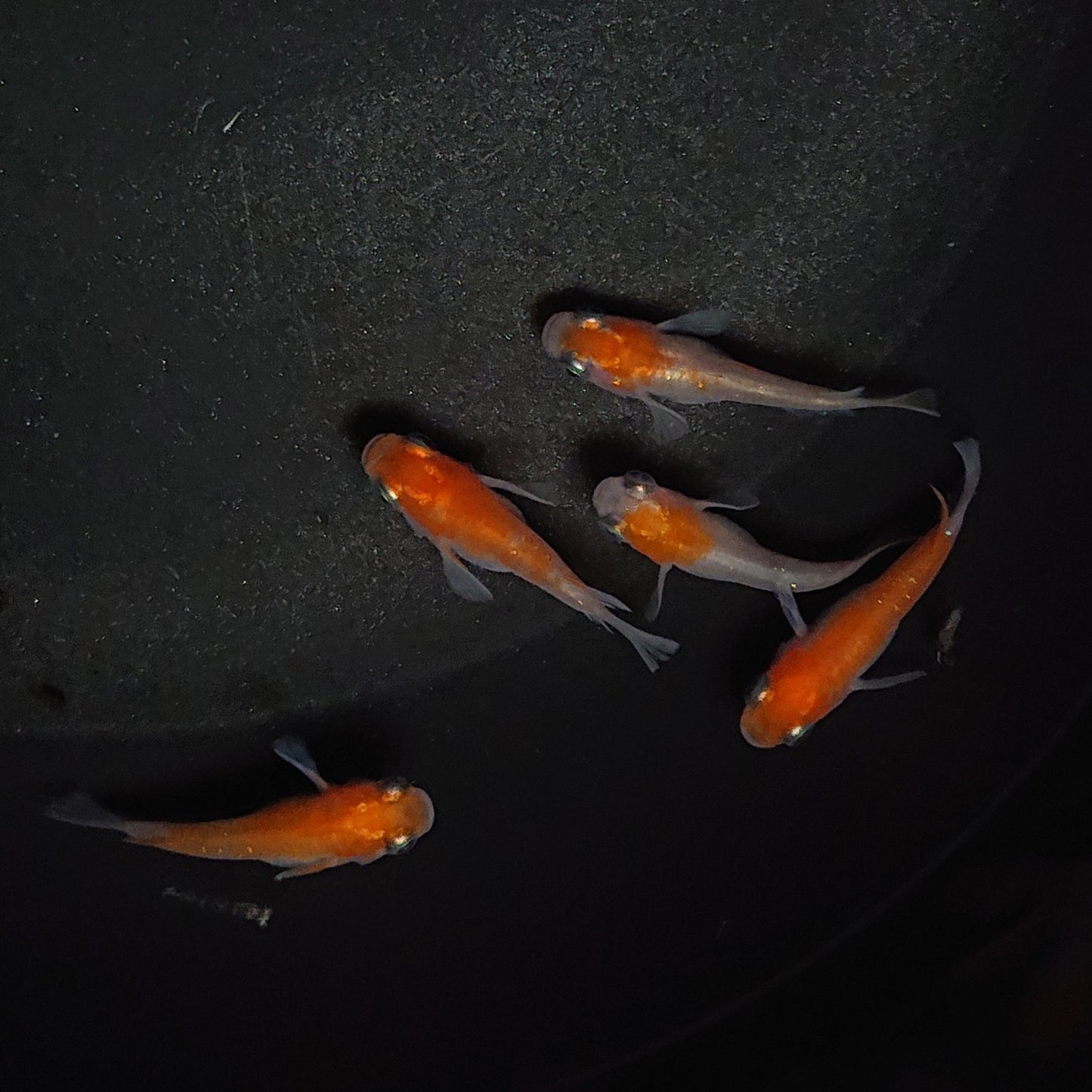 【現物】【上物】紅白本だるま 5匹 オス3メス2 0467
