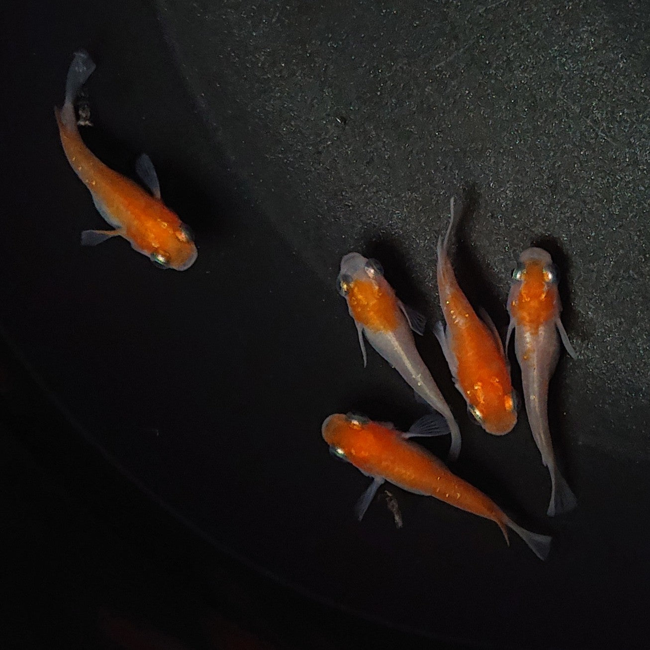 【現物】【上物】紅白本だるま 5匹 オス3メス2 0467