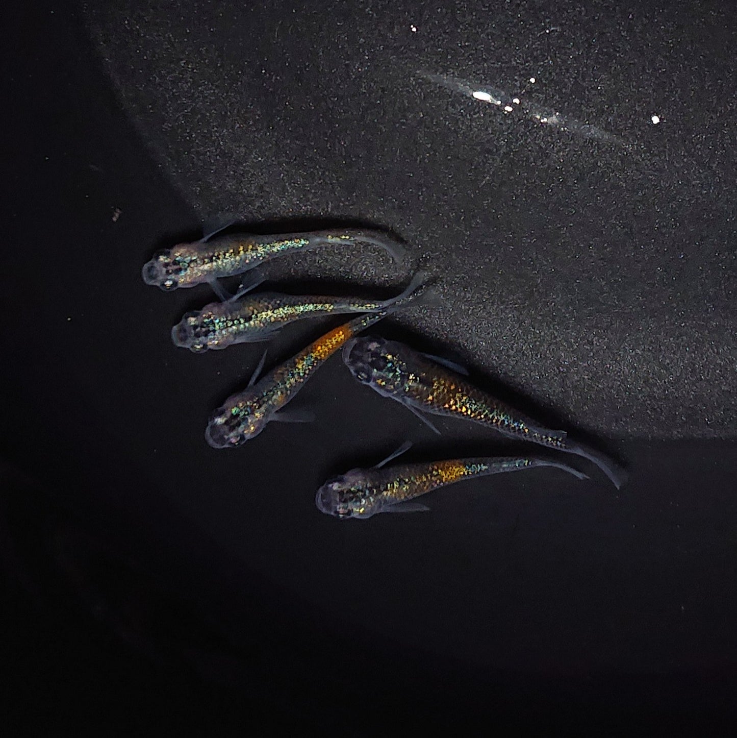 【現物】ユリシス若魚 5匹 オス2メス3 0484