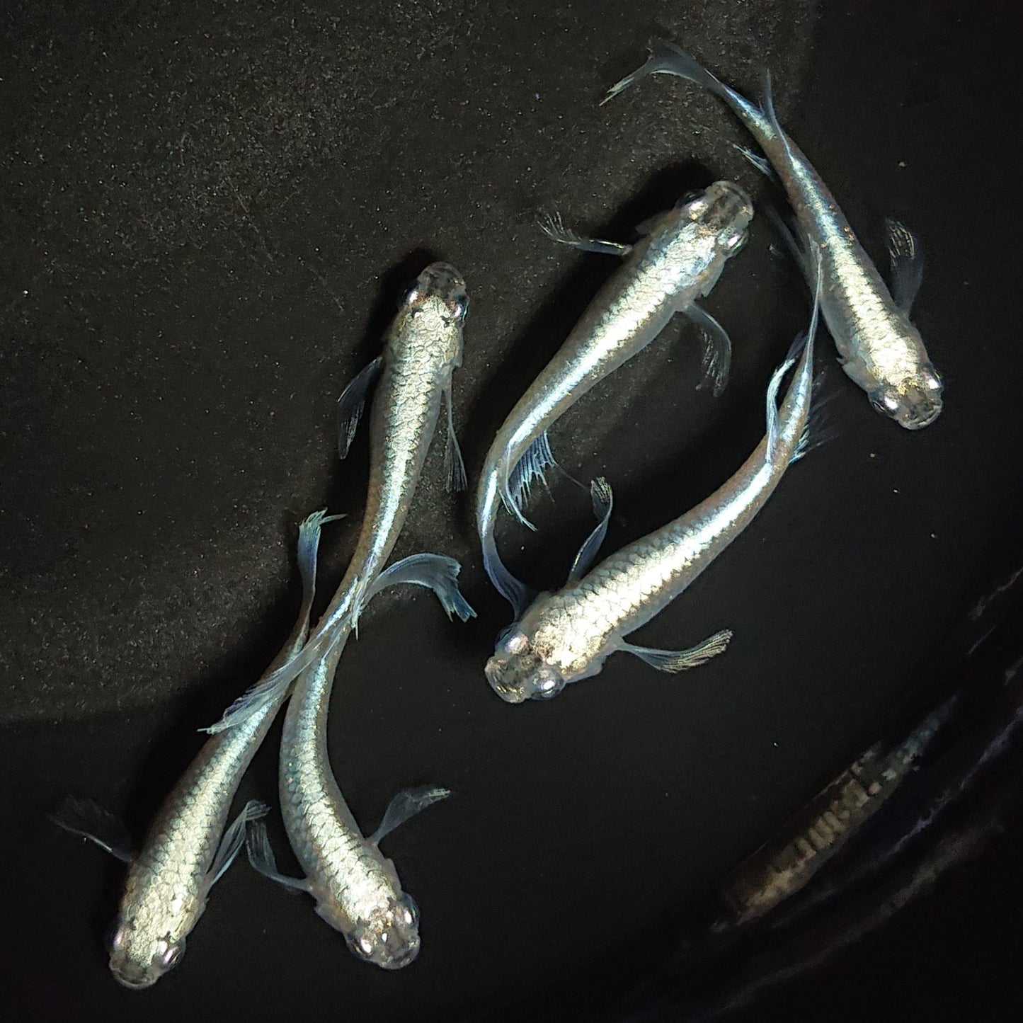 【現物】松井ヒレ長幹之シャイナー 3ペア 0508