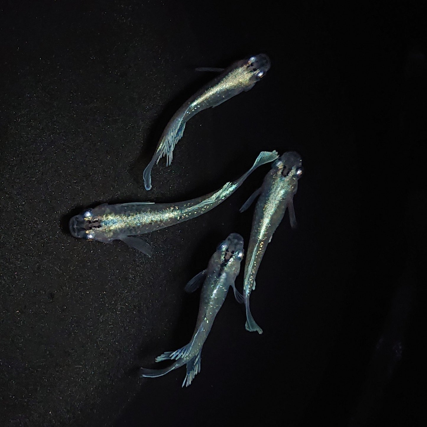 【現物】【初物】モルフォ×垂水ロングフィンF6 若魚 2ペア 0502