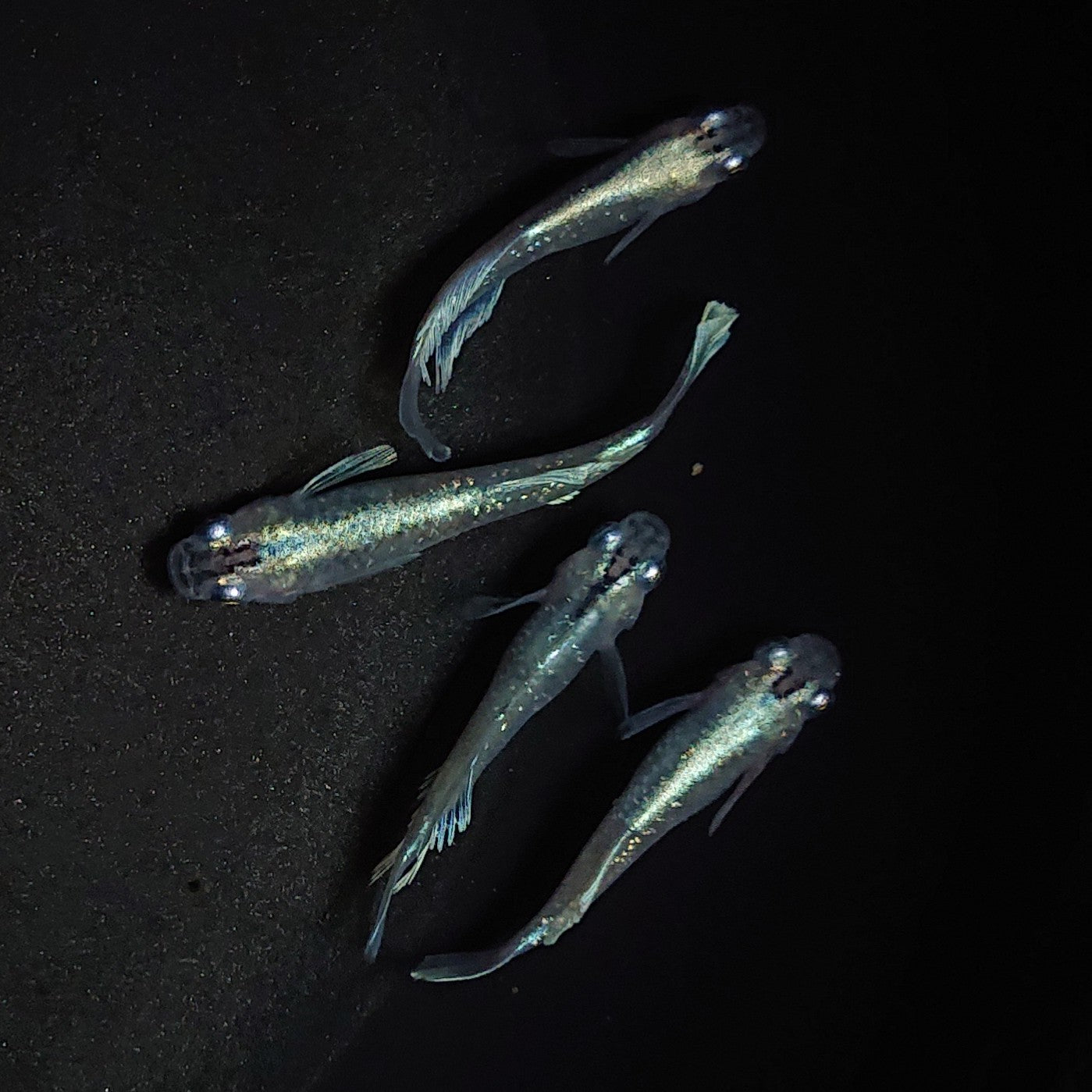 【現物】【初物】モルフォ×垂水ロングフィンF6 若魚 2ペア 0502