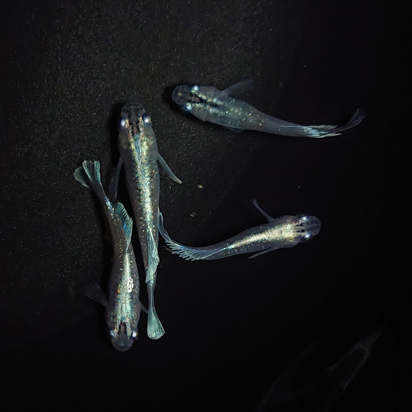 【現物】【初物】モルフォ×垂水ロングフィンF6 若魚 2ペア 0502