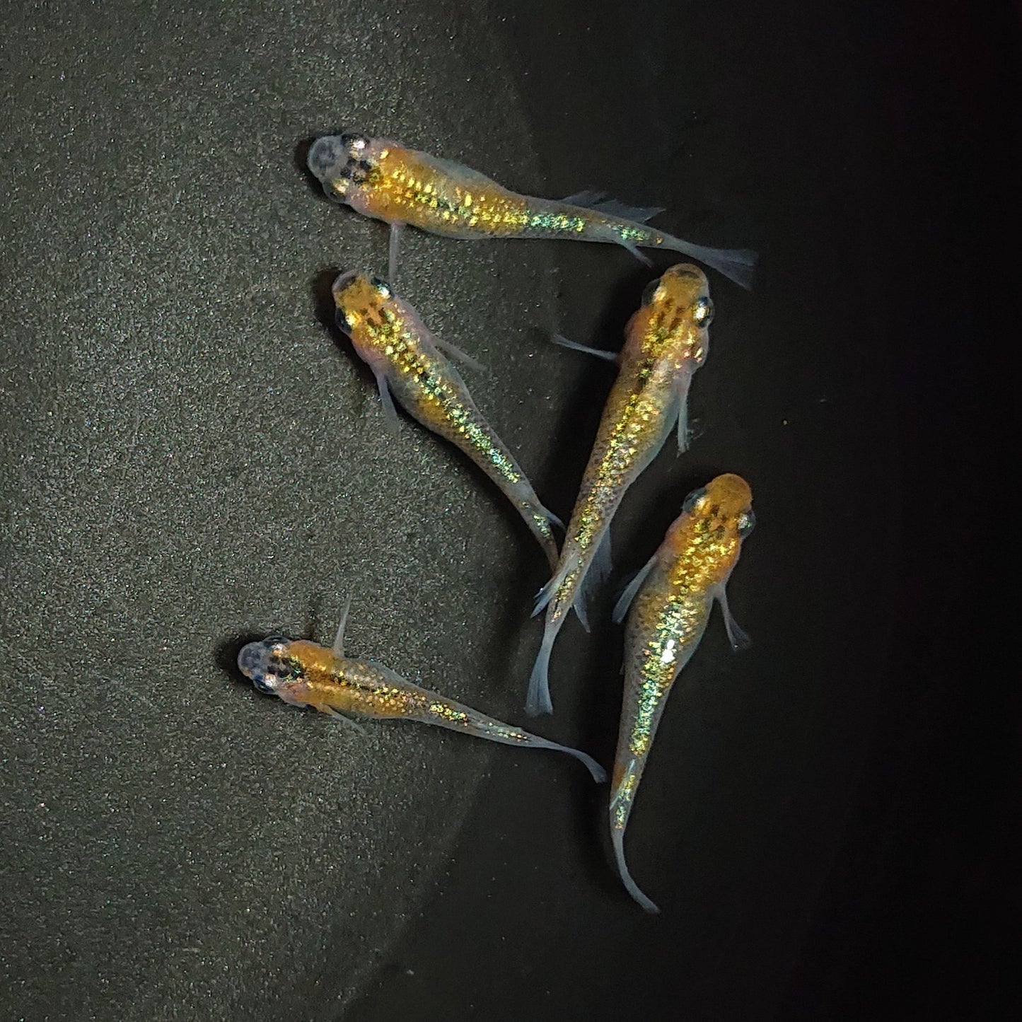 【現物】【上物】ユリシス極ラメ個体若魚 5匹 オス3メス2 0510