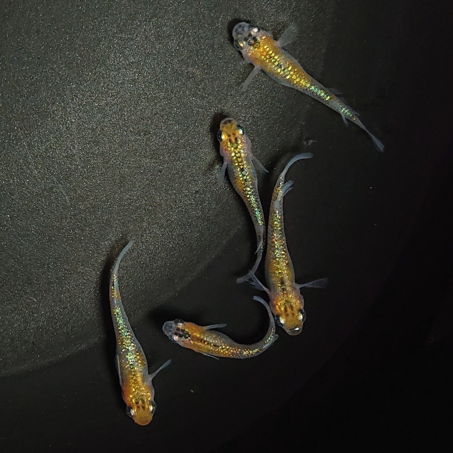 【現物】【上物】ユリシス極ラメ個体若魚 5匹 オス3メス2 0510