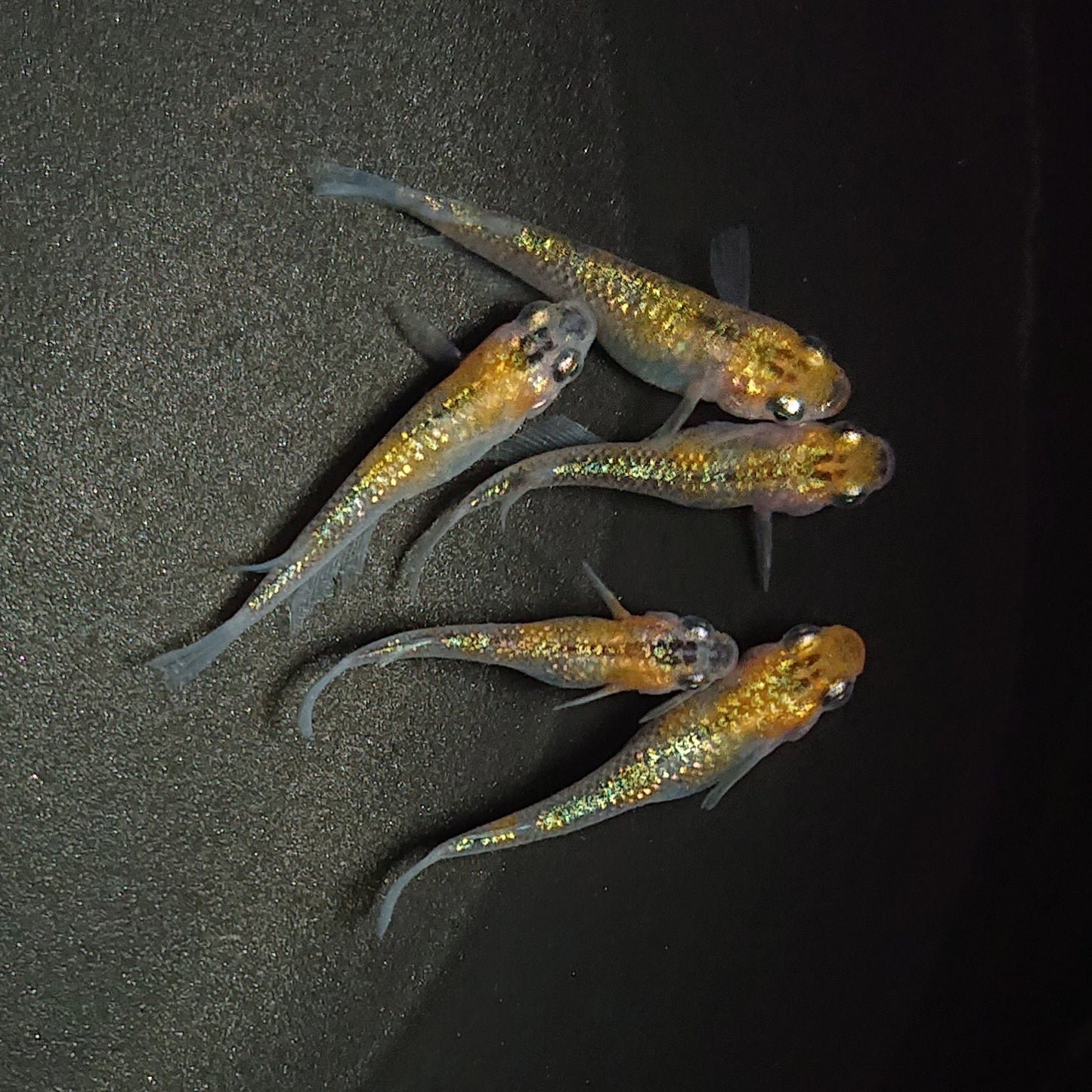【現物】【上物】ユリシス極ラメ個体若魚 5匹 オス3メス2 0510