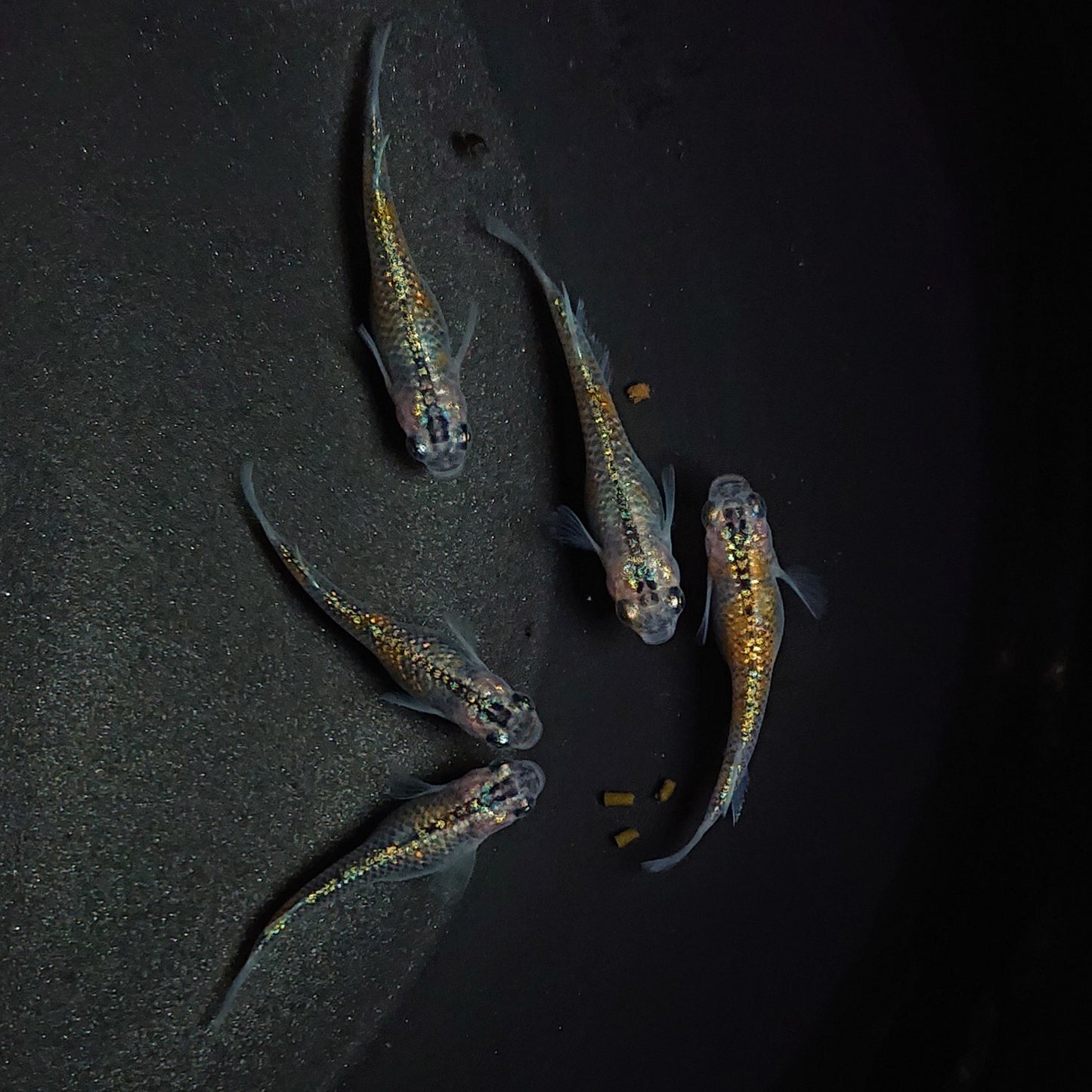 【現物】ユリシス極ラメ個体若魚 5匹 オス2メス3 0518