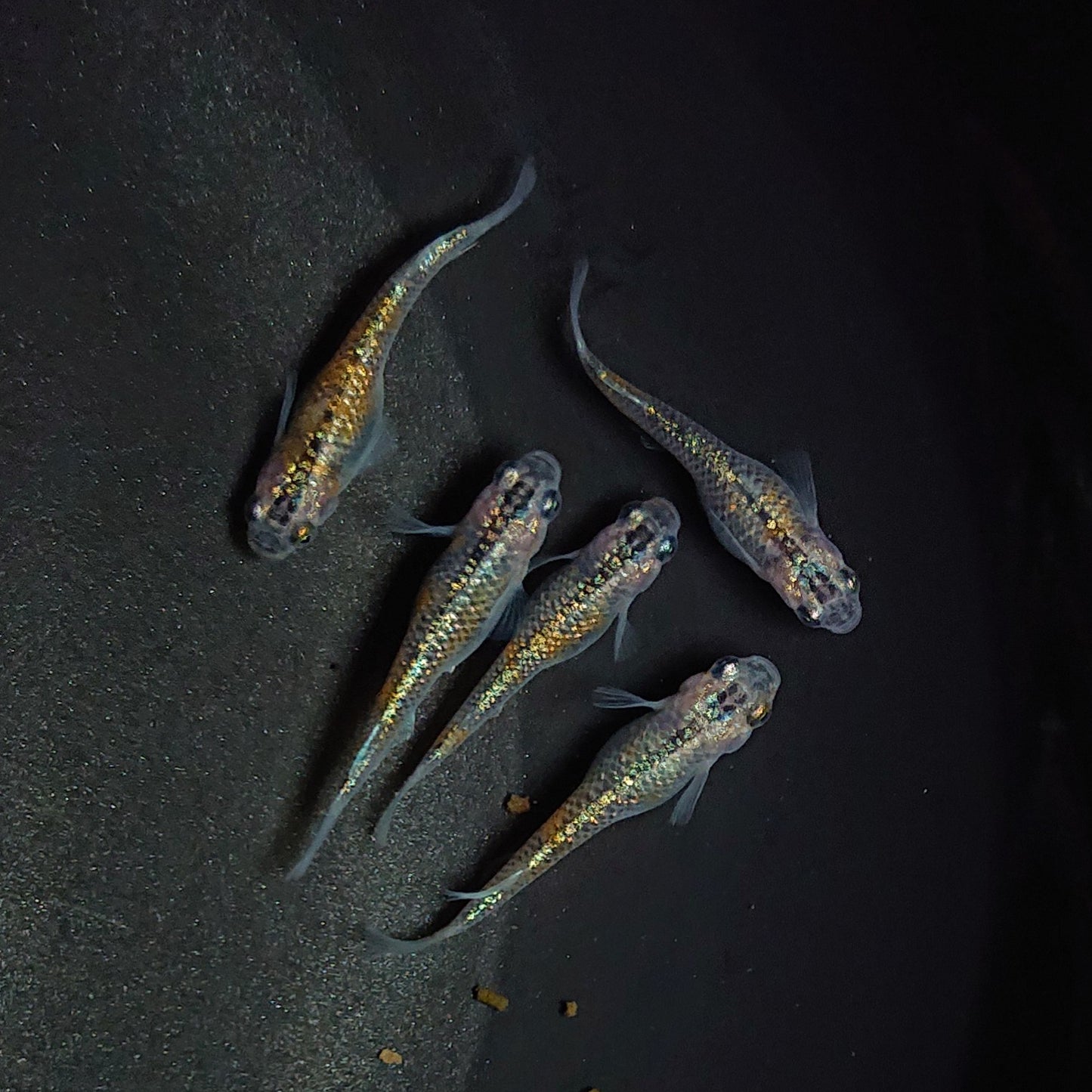 【現物】ユリシス極ラメ個体若魚 5匹 オス2メス3 0518
