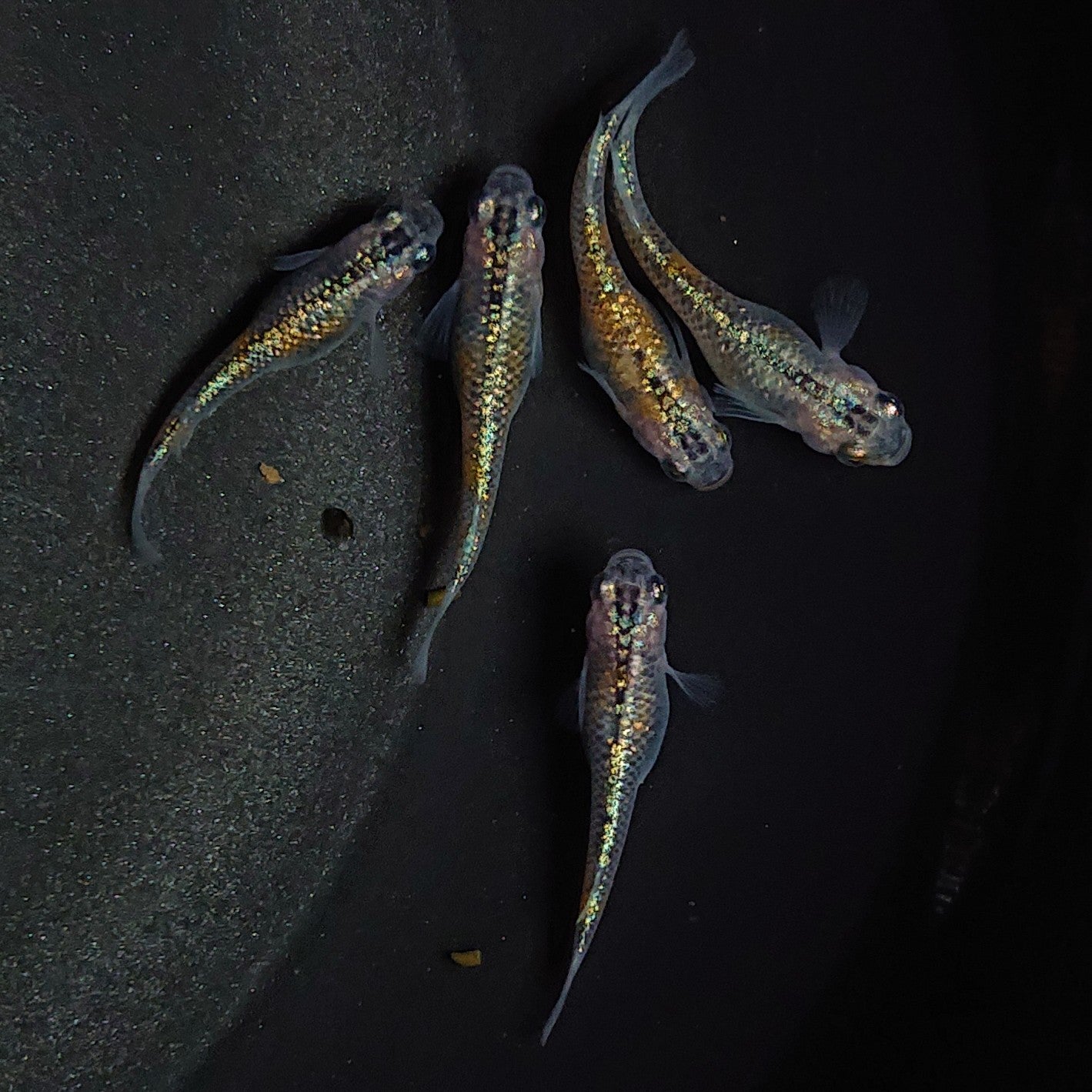 【現物】ユリシス極ラメ個体若魚 5匹 オス2メス3 0518