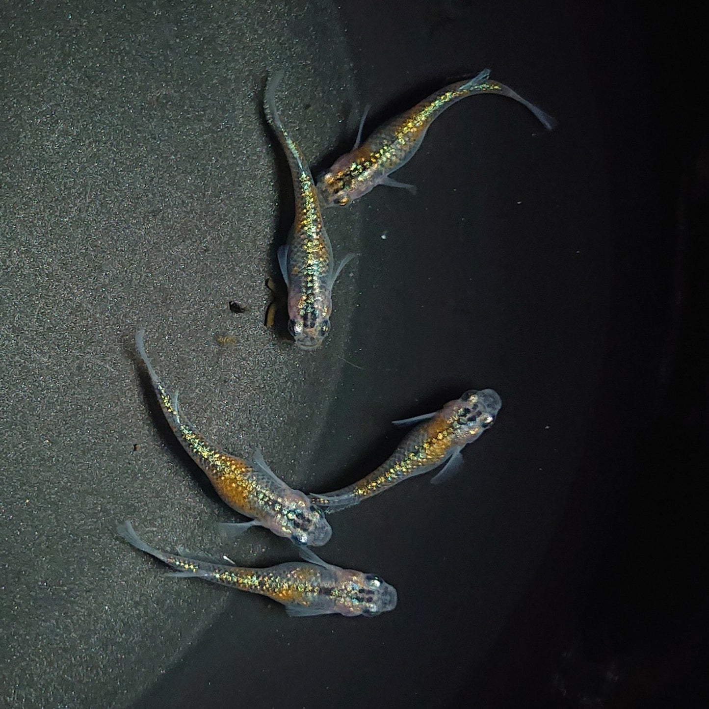 【現物】【上物】ユリシス極ラメ個体 5匹 オス2メス3 0527