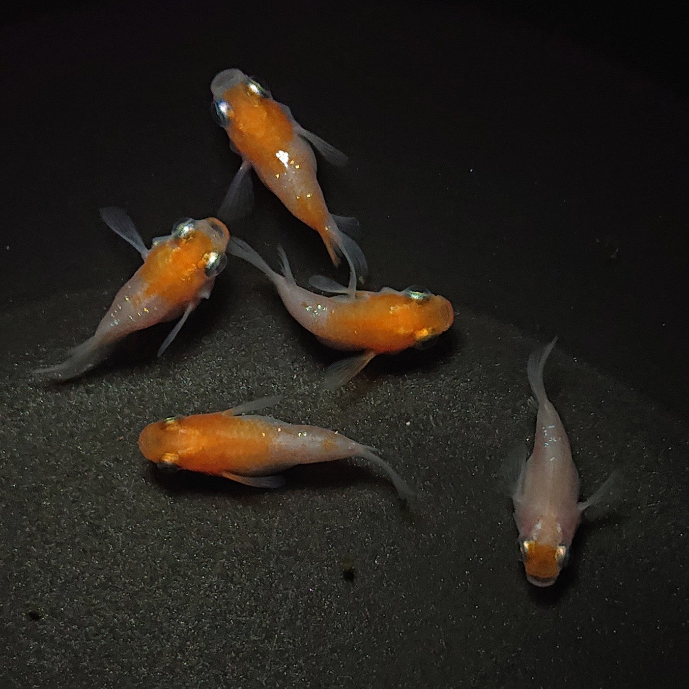 【現物】【極上親グレード】紅白本だるま 5匹 オス3メス2 0539