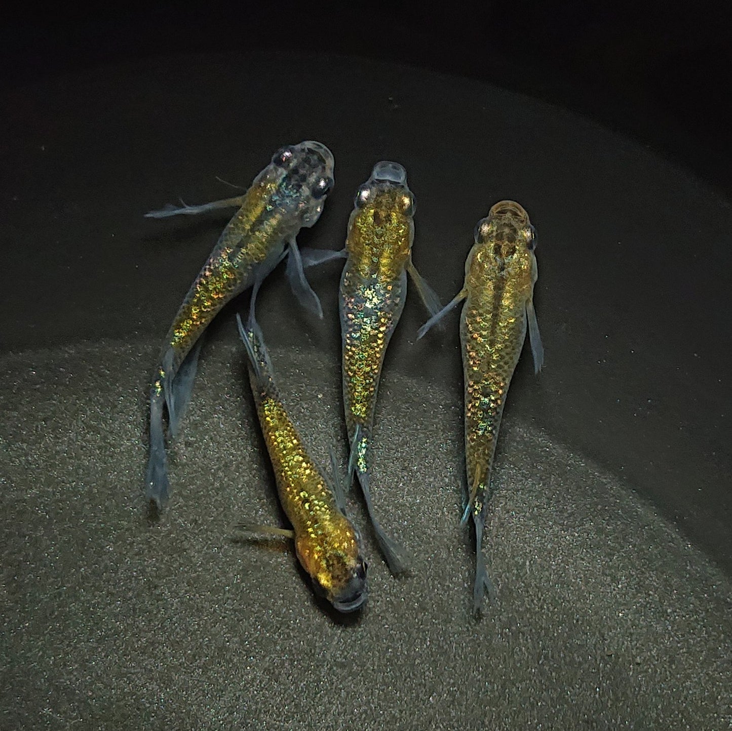【現物】【上物・レア個体】サボラメリアルロングフィン若魚 2ペア 0537