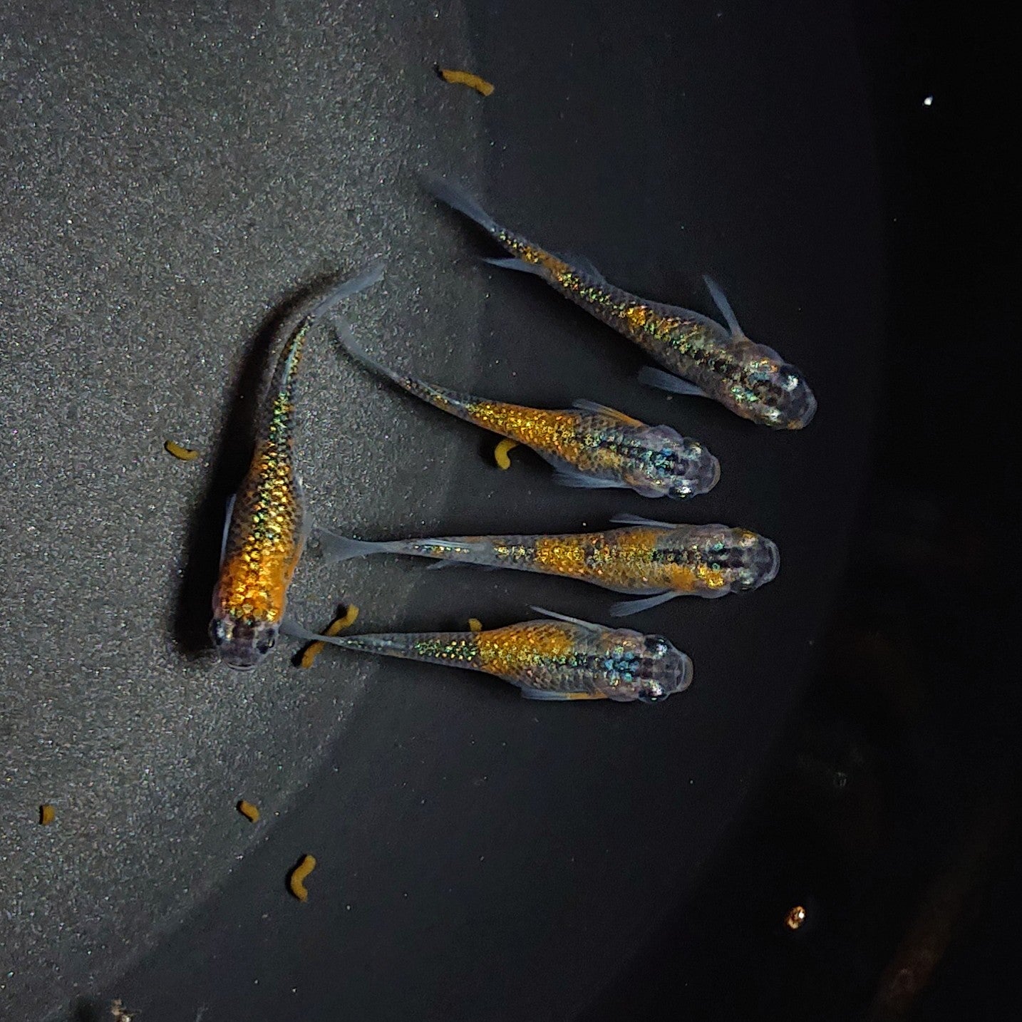 【現物】【親グレード】ユリシス極ラメ個体 5匹 オス2メス3 0550