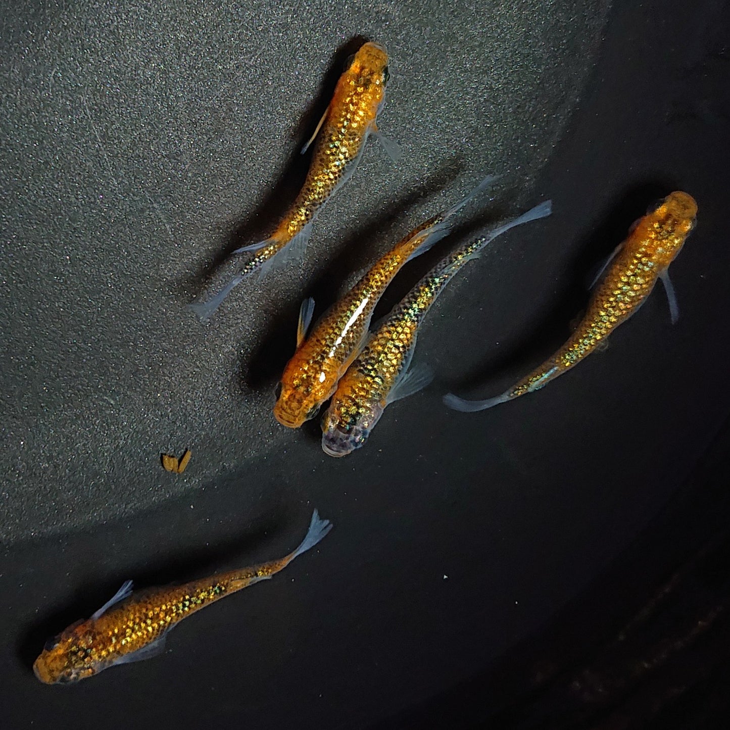 【現物】ユリシス極ラメ個体 5匹 オス2メス3 0561