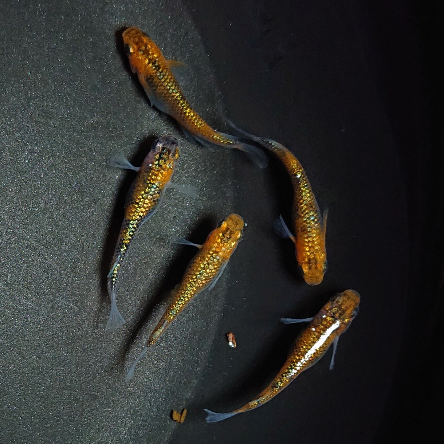 【現物】ユリシス極ラメ個体 5匹 オス2メス3 0561
