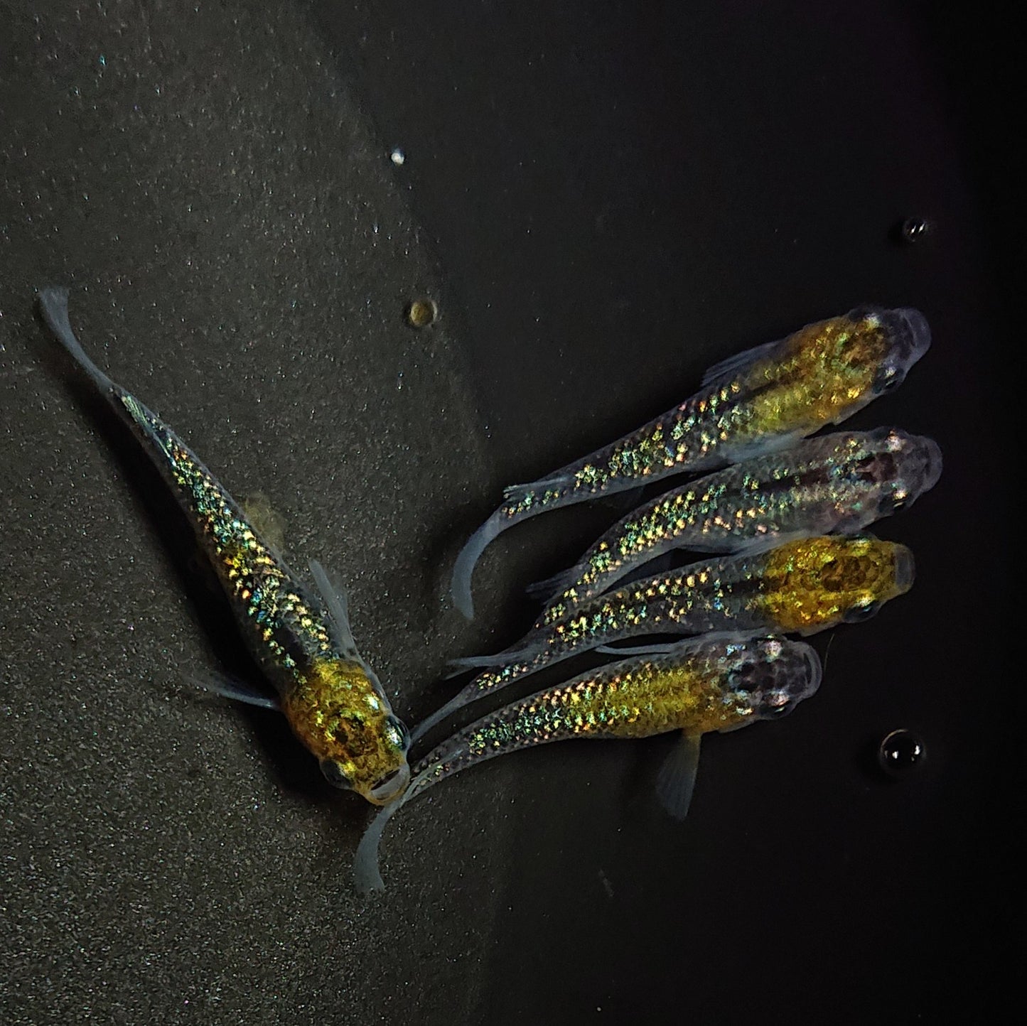 【現物】鬼ラメ×夜桜ゴールドF6 5匹 オス2メス3 0585